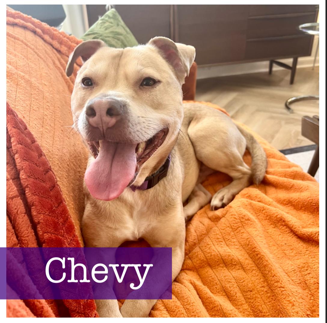 Enlarge Chevy, a ADOPTABLE mixed breed in Cumming, GA image 1/6