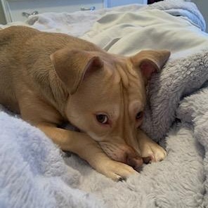 Enlarge Chevy, a ADOPTABLE mixed breed in Cumming, GA image 3/6