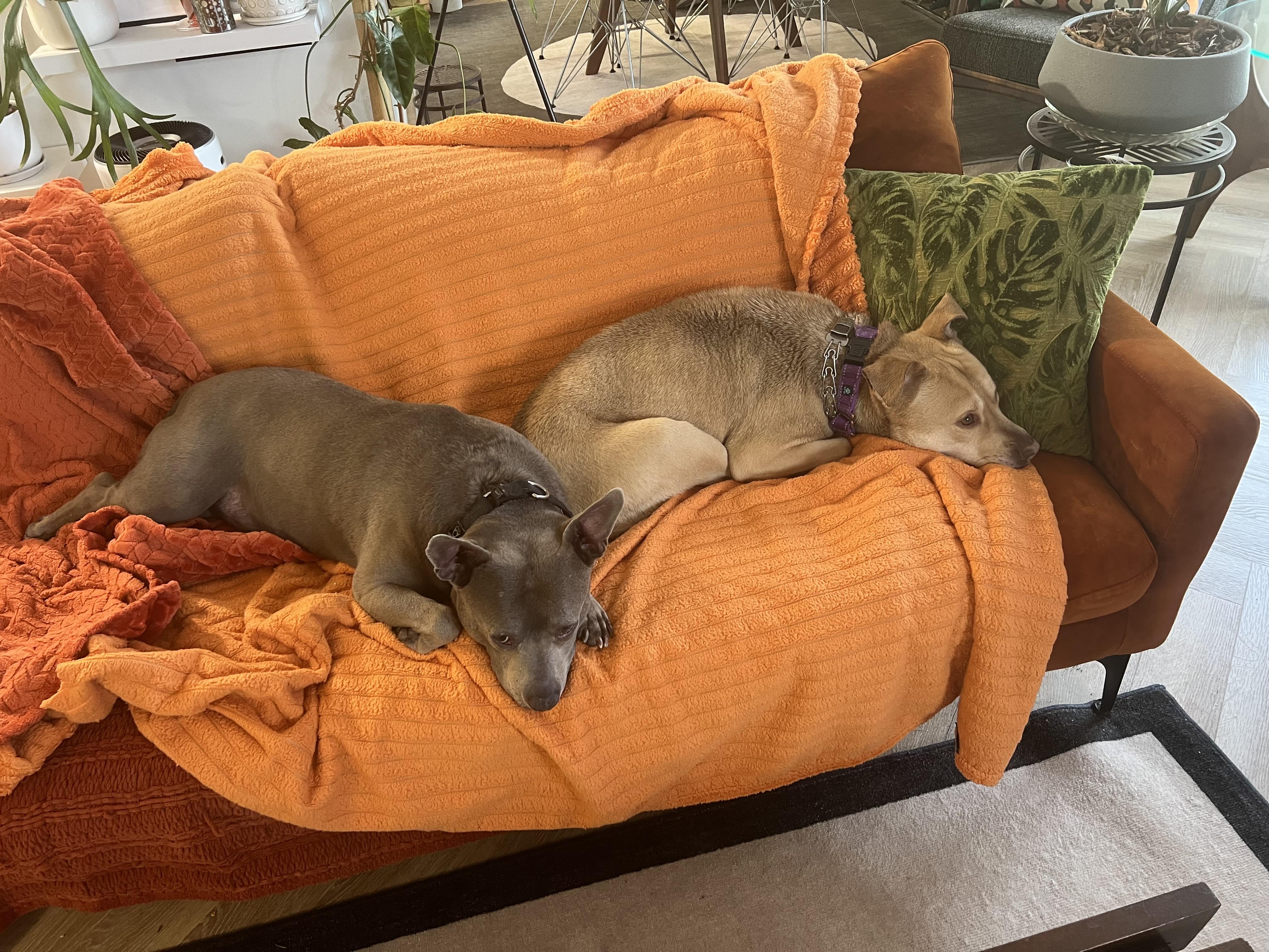 Enlarge Chevy, a ADOPTABLE mixed breed in Cumming, GA image 5/6