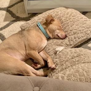 Enlarge Chevy, a ADOPTABLE mixed breed in Cumming, GA image 4/6