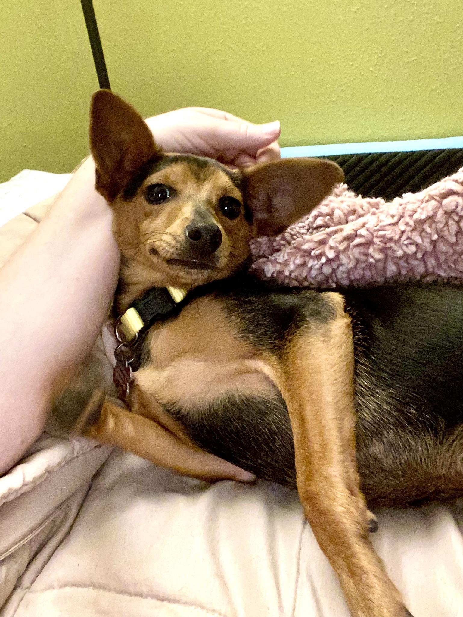 Hazel, Adoptable, Puppy Female Miniature Pinscher & Rat Terrier.