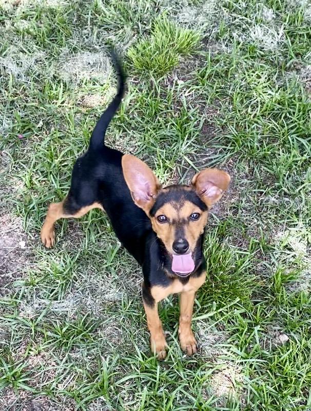 Hazel, a Adoptable mixed breed in Houston, TX image 3/6