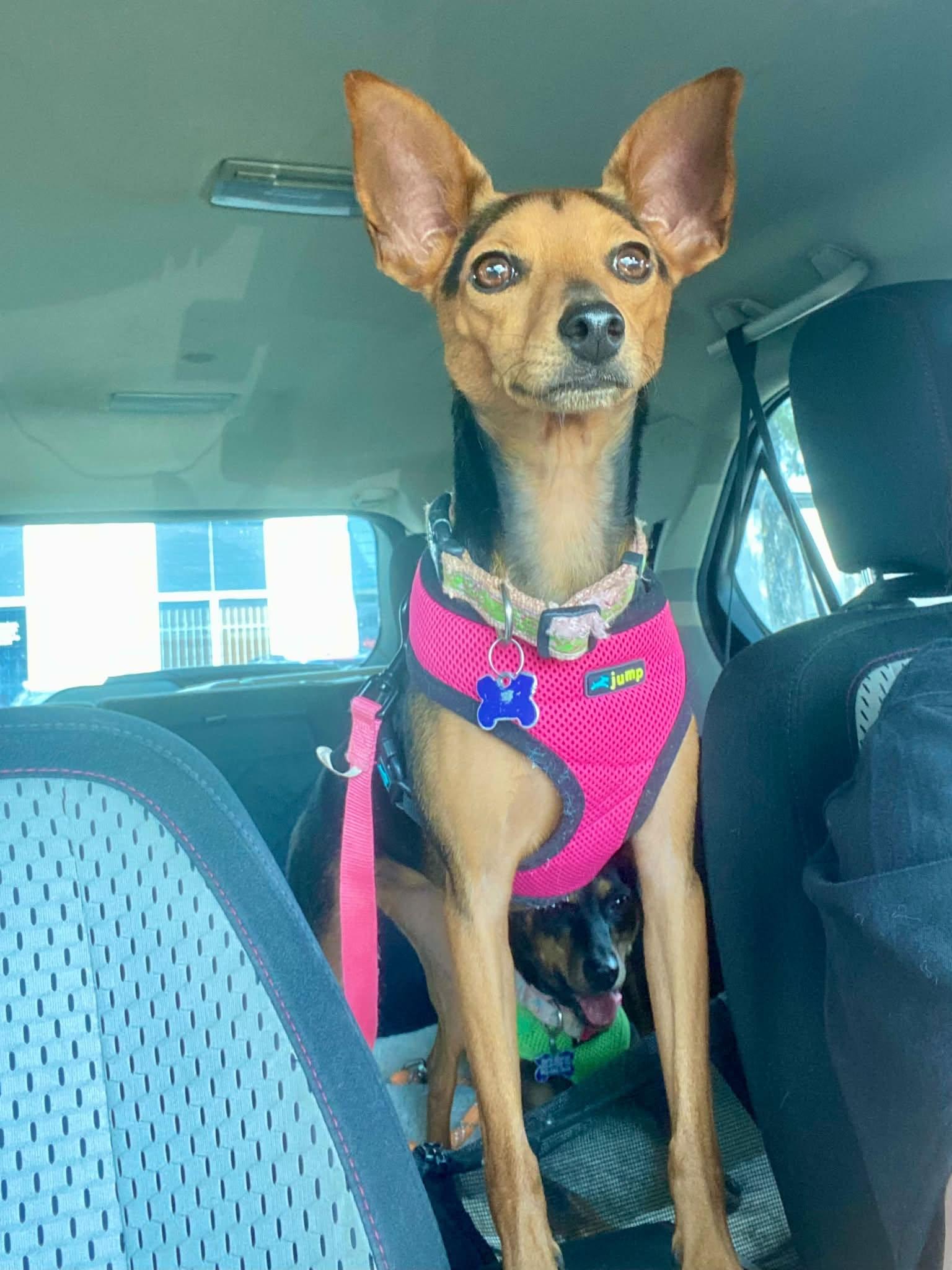 Enlarge Hazel - ADOPTED, a Adoptable mixed breed in Houston, TX image 1/6