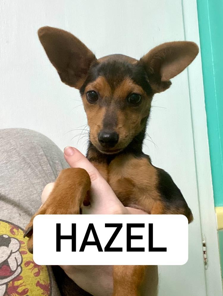 Hazel, a Adoptable mixed breed in Houston, TX image 5/6