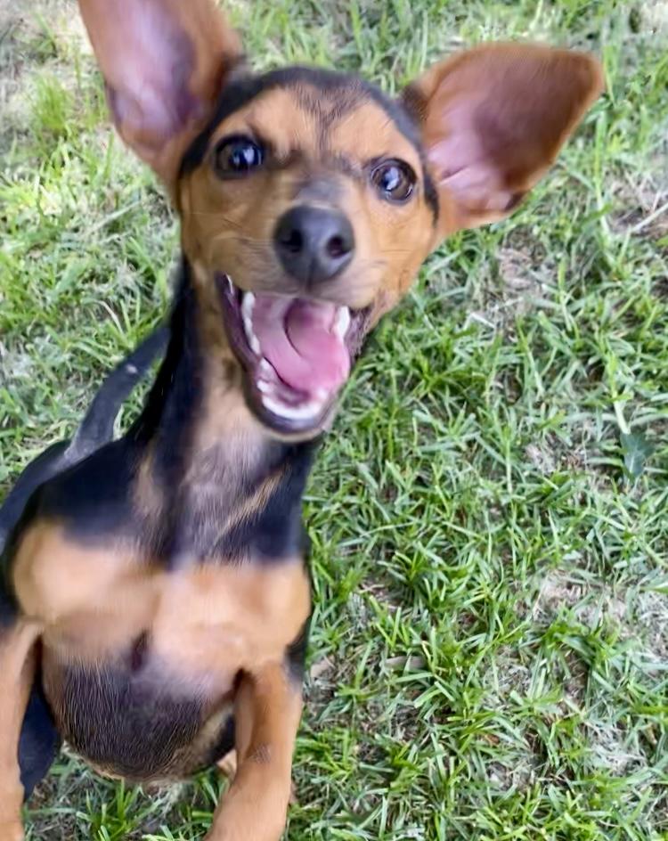 Hazel, a Adoptable mixed breed in Houston, TX image 1/6