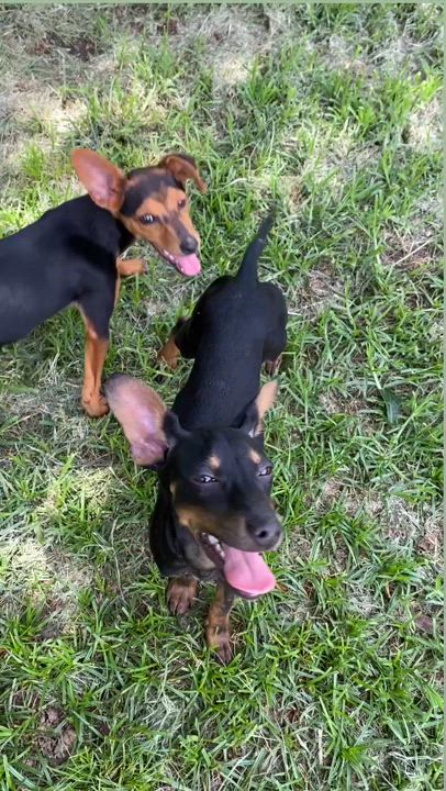 Enlarge Hazel, a Adoptable mixed breed in Houston, TX video 4/6