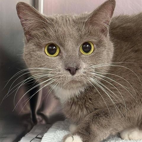 Enlarge A324805, a ADOPTABLE Domestic Short Hair in Perkiomenville, PA image 1/1