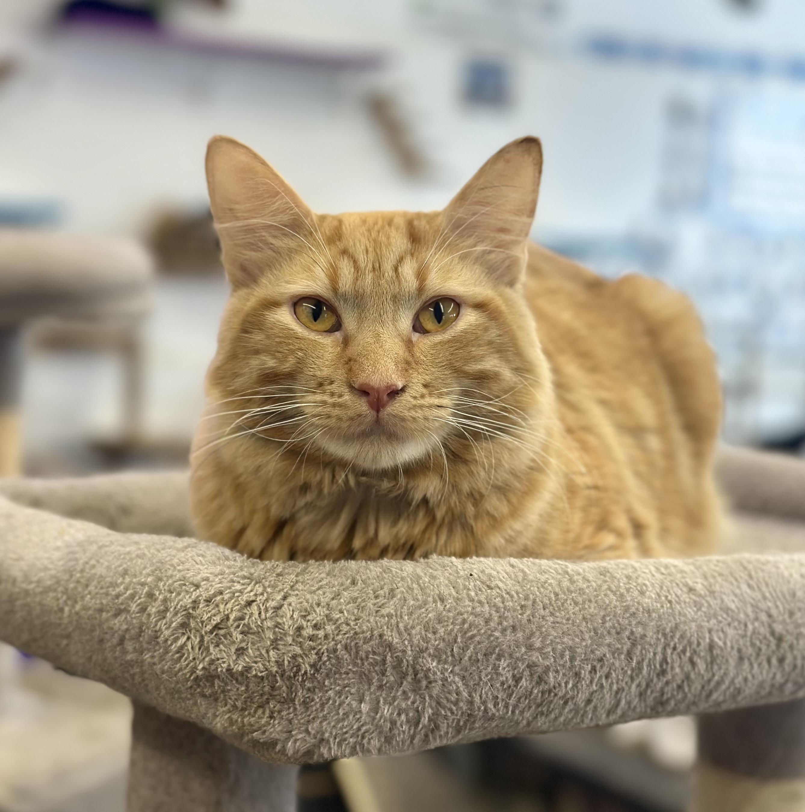 Mr. Schmit, ADOPTABLE, Adult Male Domestic Long Hair.