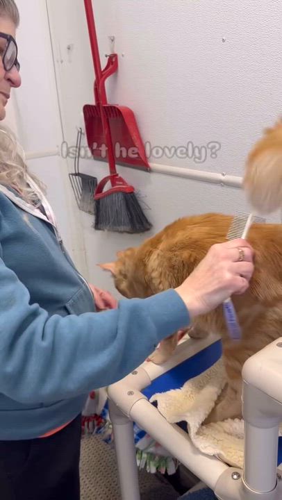 Enlarge Mr. Schmit, a ADOPTABLE Domestic Long Hair in Faribault, MN video 2/2