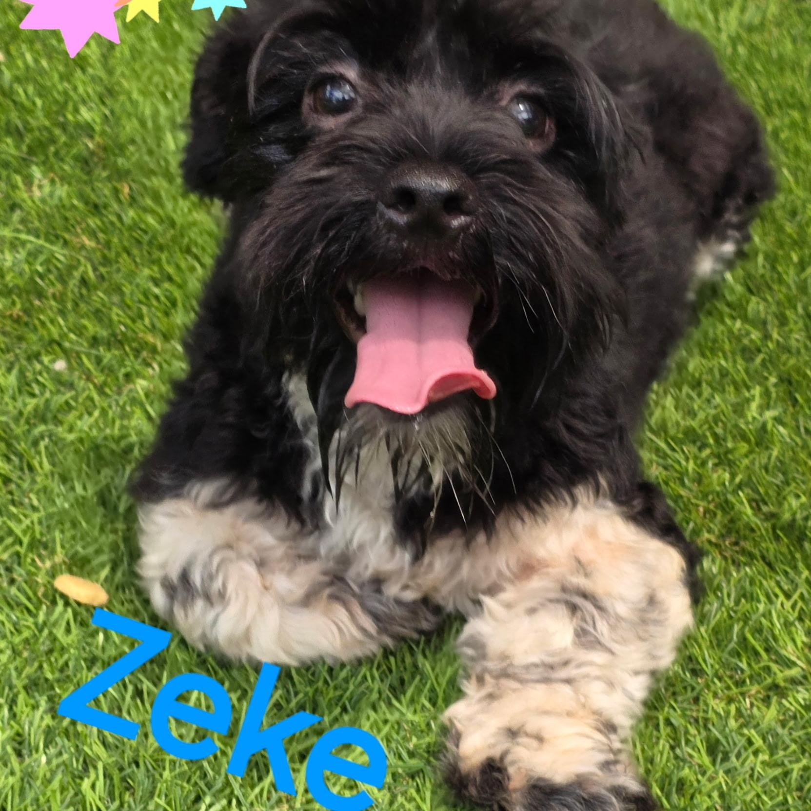 Zeke, ADOPTABLE, Young Male Shih Tzu.