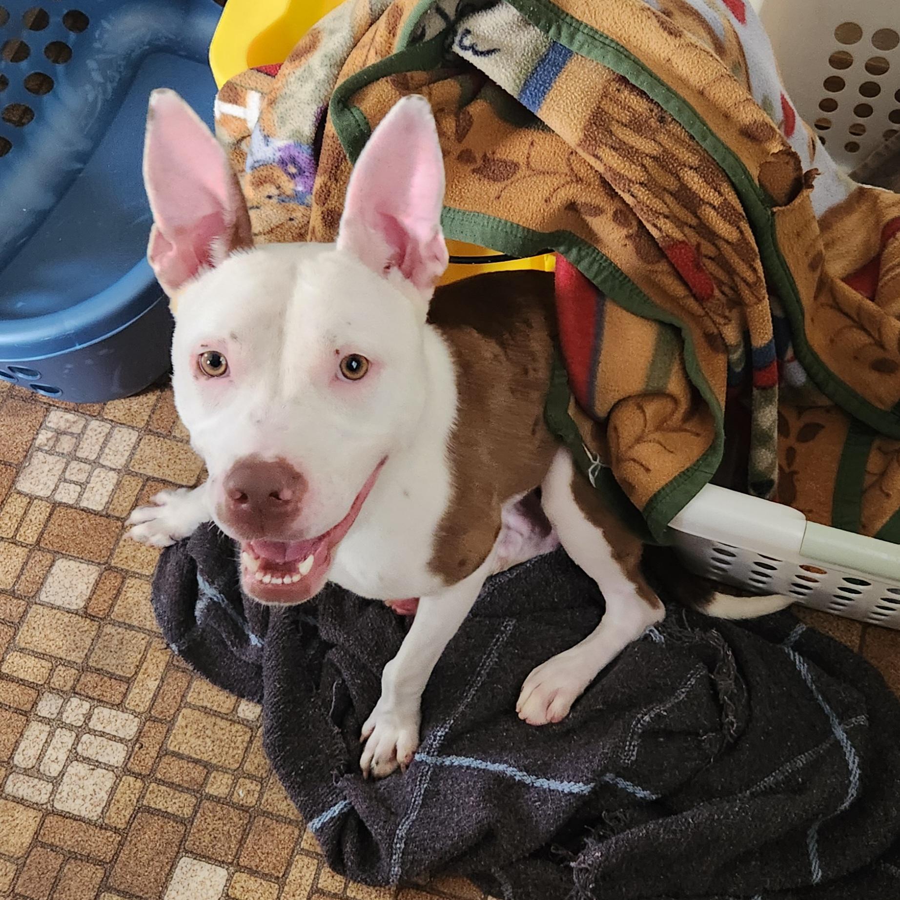 Enlarge Pyper, a ADOPTABLE mixed breed in Eureka, IL image 2/6
