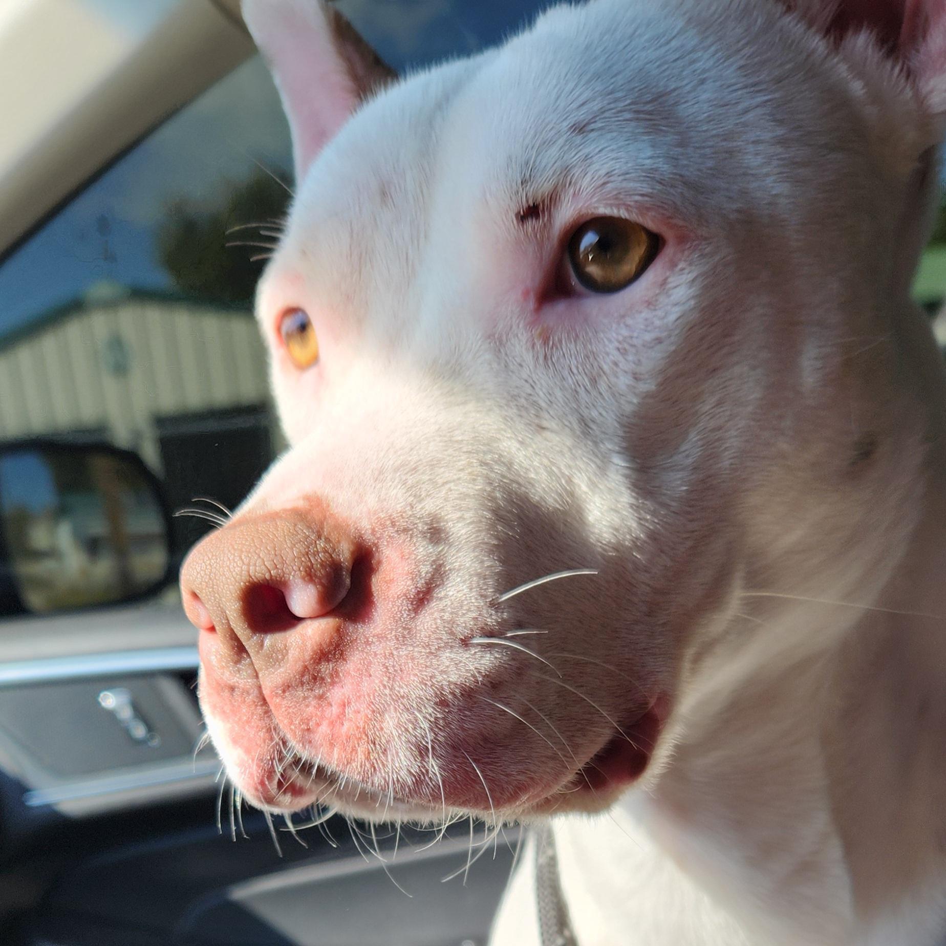 Enlarge Pyper, a ADOPTABLE mixed breed in Eureka, IL image 5/6