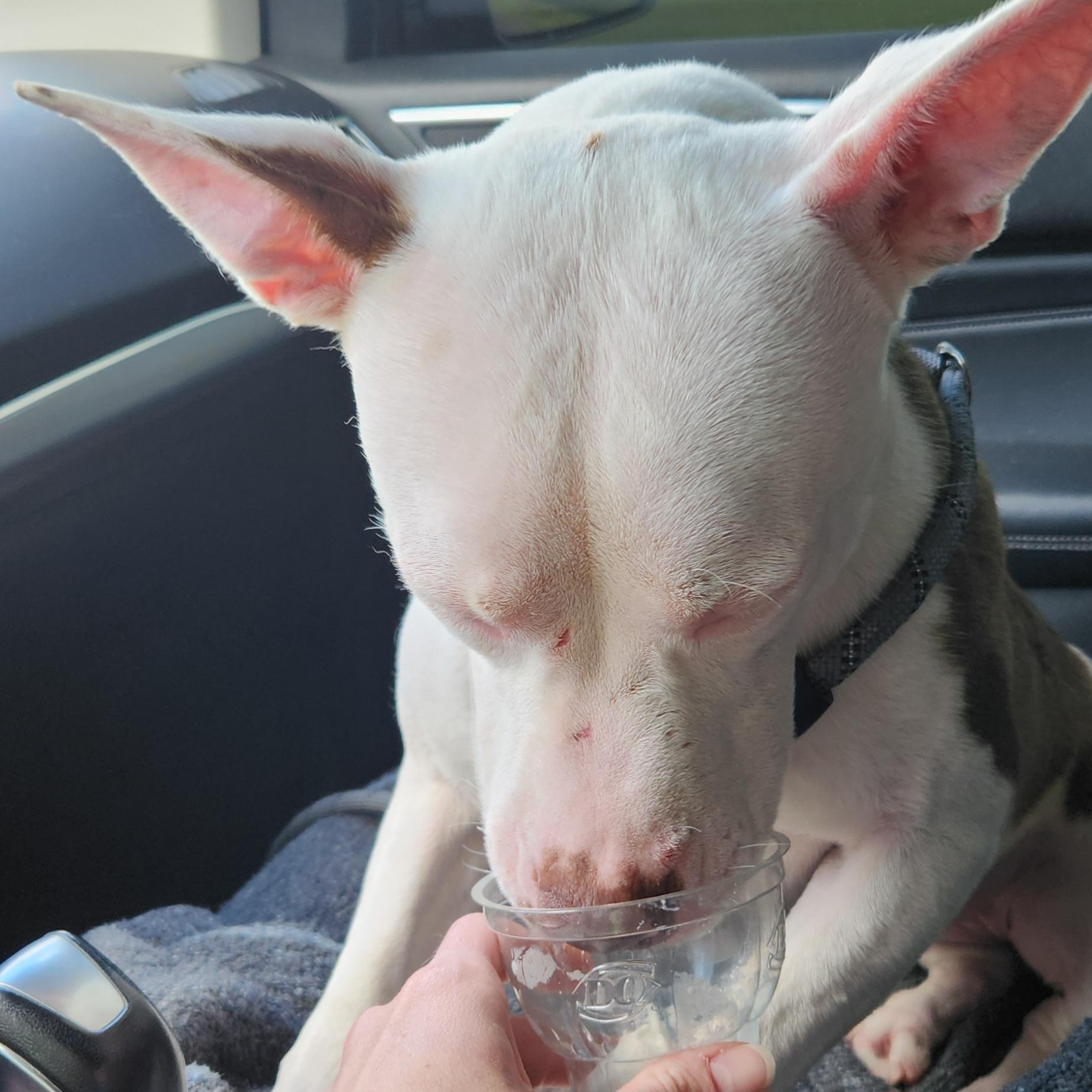 Enlarge Pyper, a ADOPTABLE mixed breed in Eureka, IL image 3/6