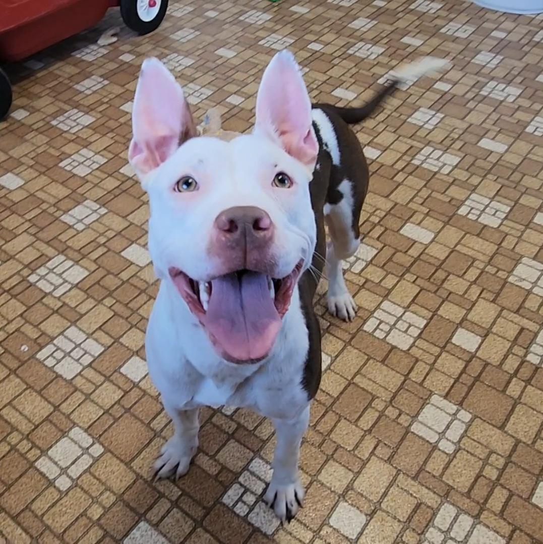Pyper, ADOPTABLE, Young Female Pit Bull Terrier.