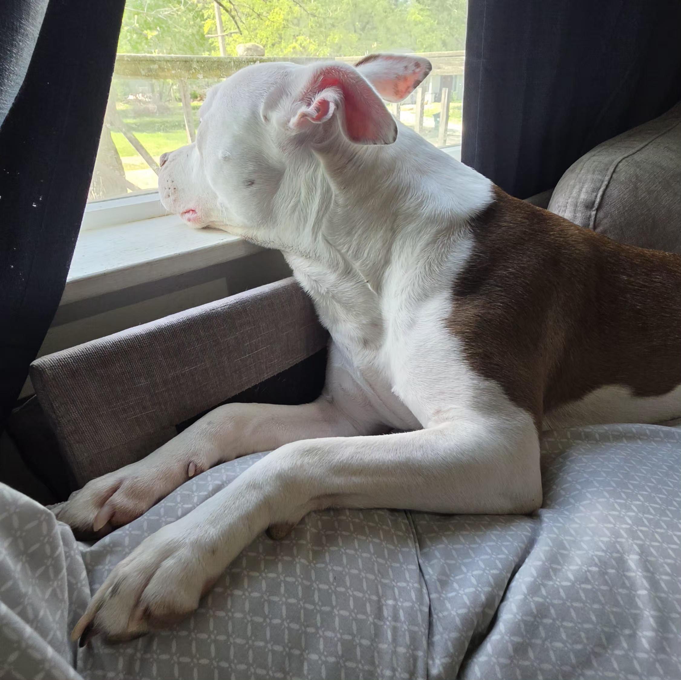 Enlarge Pyper, a ADOPTABLE mixed breed in Eureka, IL image 6/6