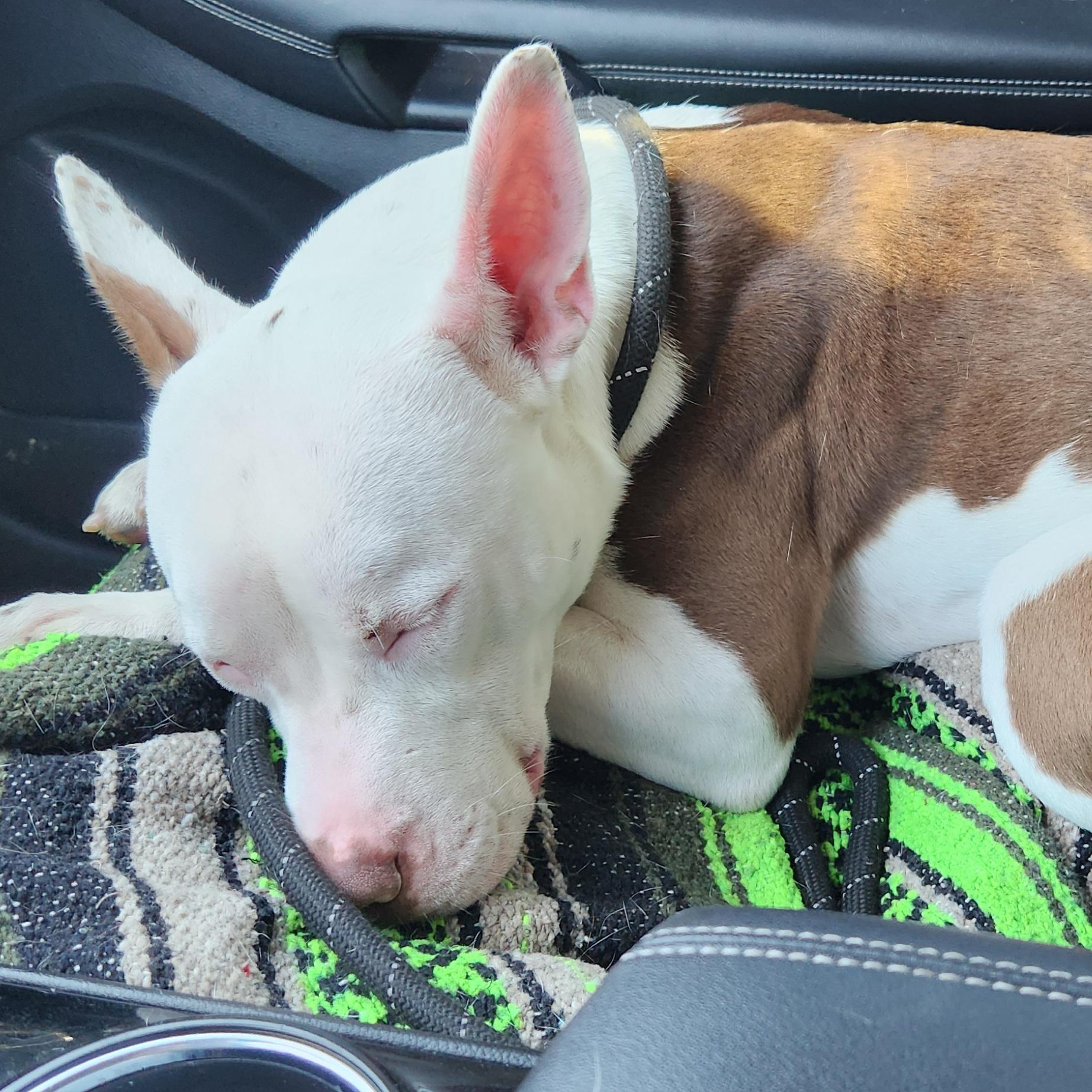 Enlarge Pyper, a ADOPTABLE mixed breed in Eureka, IL image 4/6