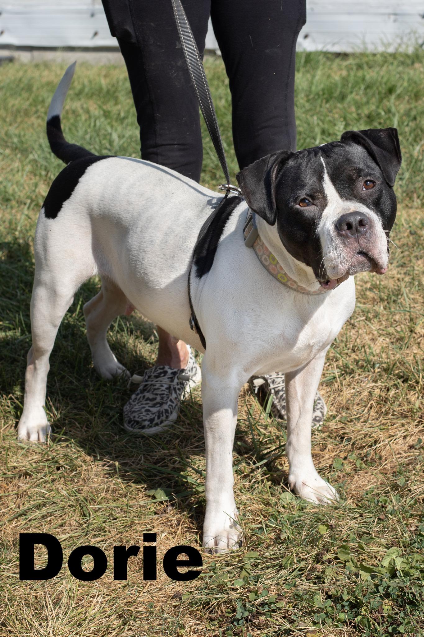 Enlarge Dorie, a Adoptable Mixed Breed in Macomb, IL image 1/1