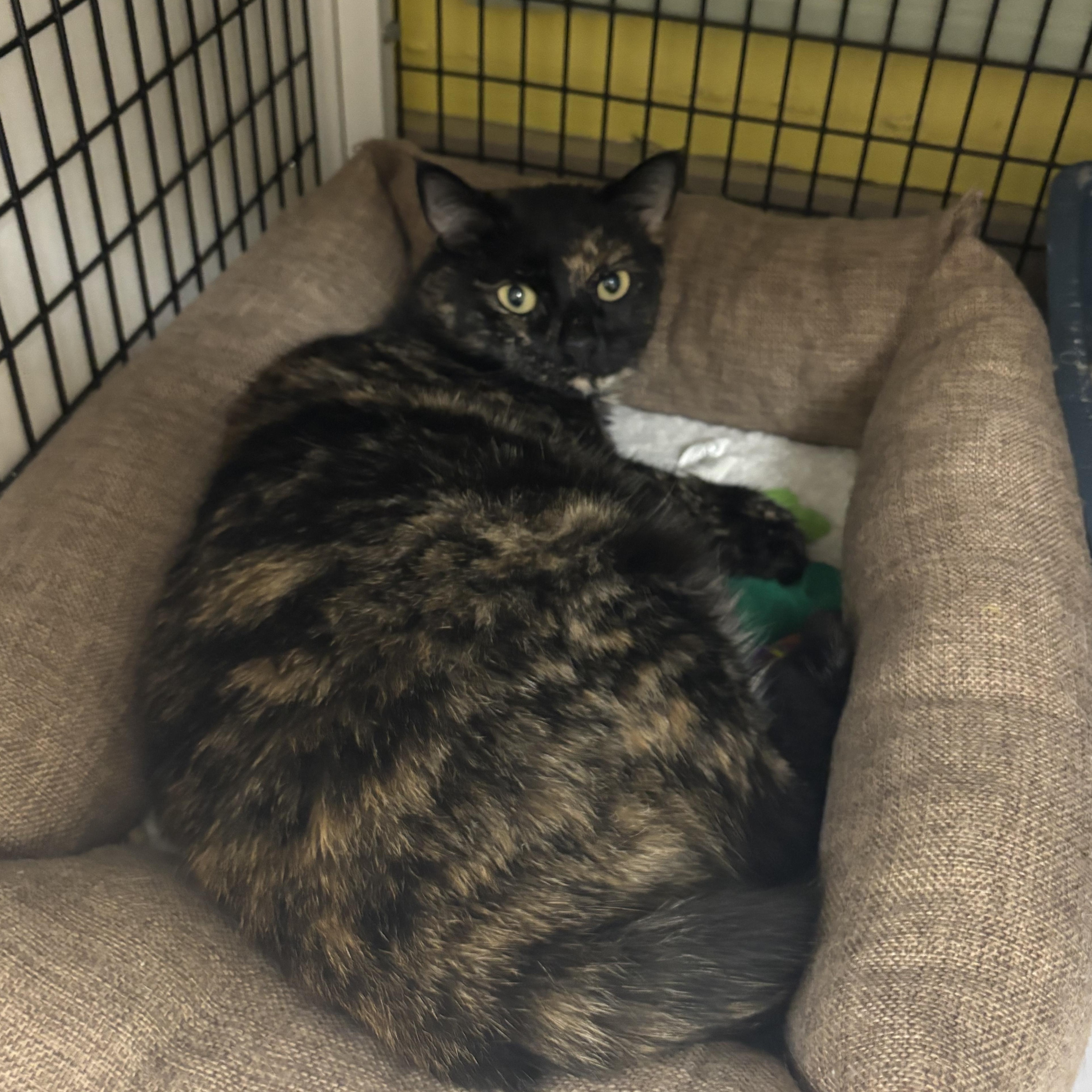 Miley, ADOPTABLE, Adult Female Domestic Short Hair.
