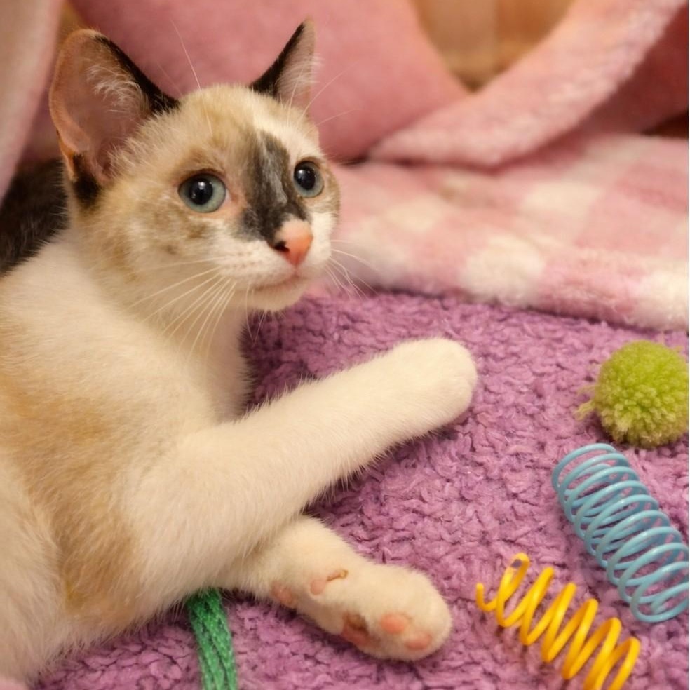 Cream, a ADOPTABLE Siamese in Sewell, NJ image 2/2