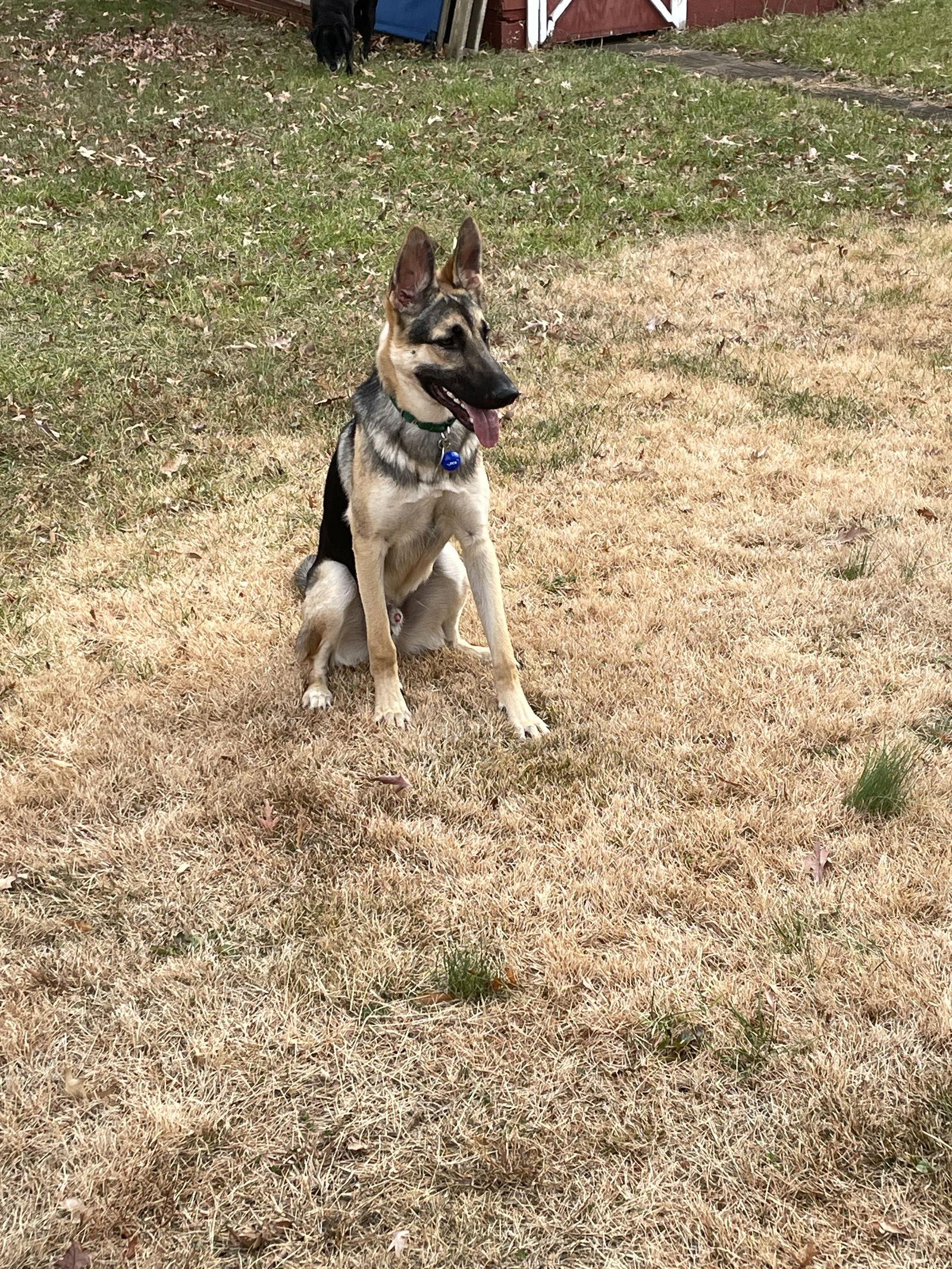 Apollo 7257, Adoptable, Young Male German Shepherd Dog.