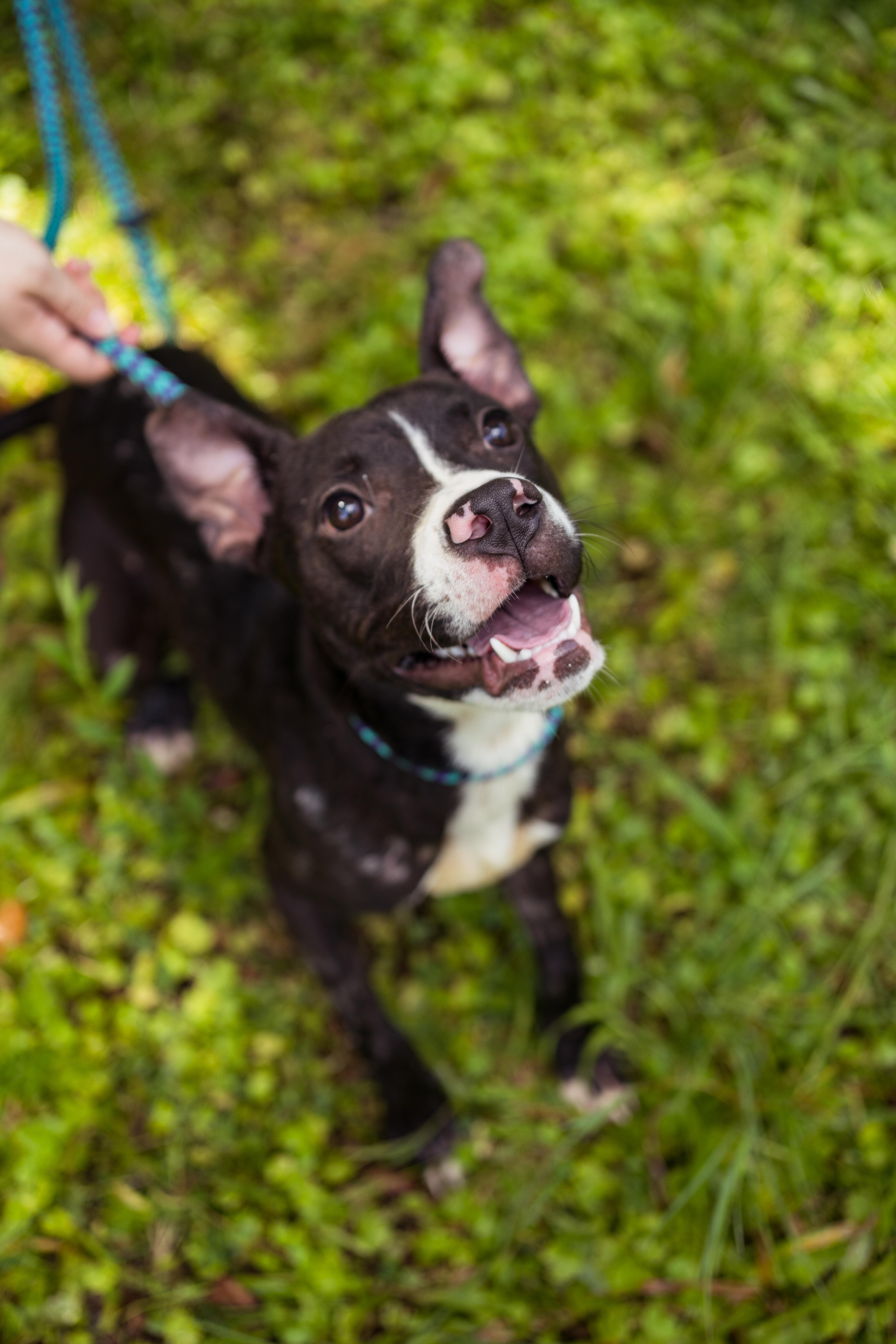 Monica, a Adoptable mixed breed in Petersburg, VA image 6/6