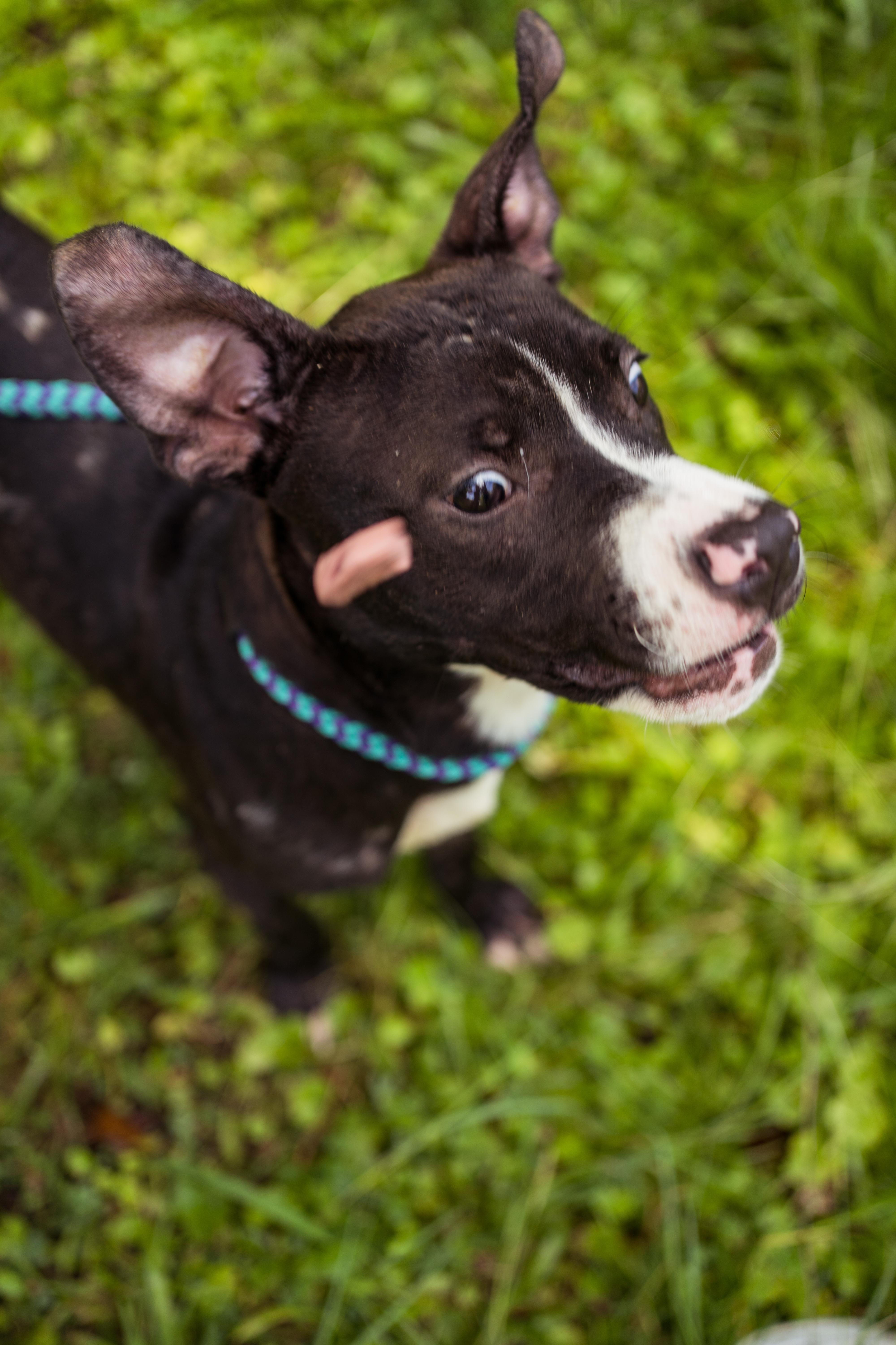 Monica, a Adoptable mixed breed in Petersburg, VA image 3/6