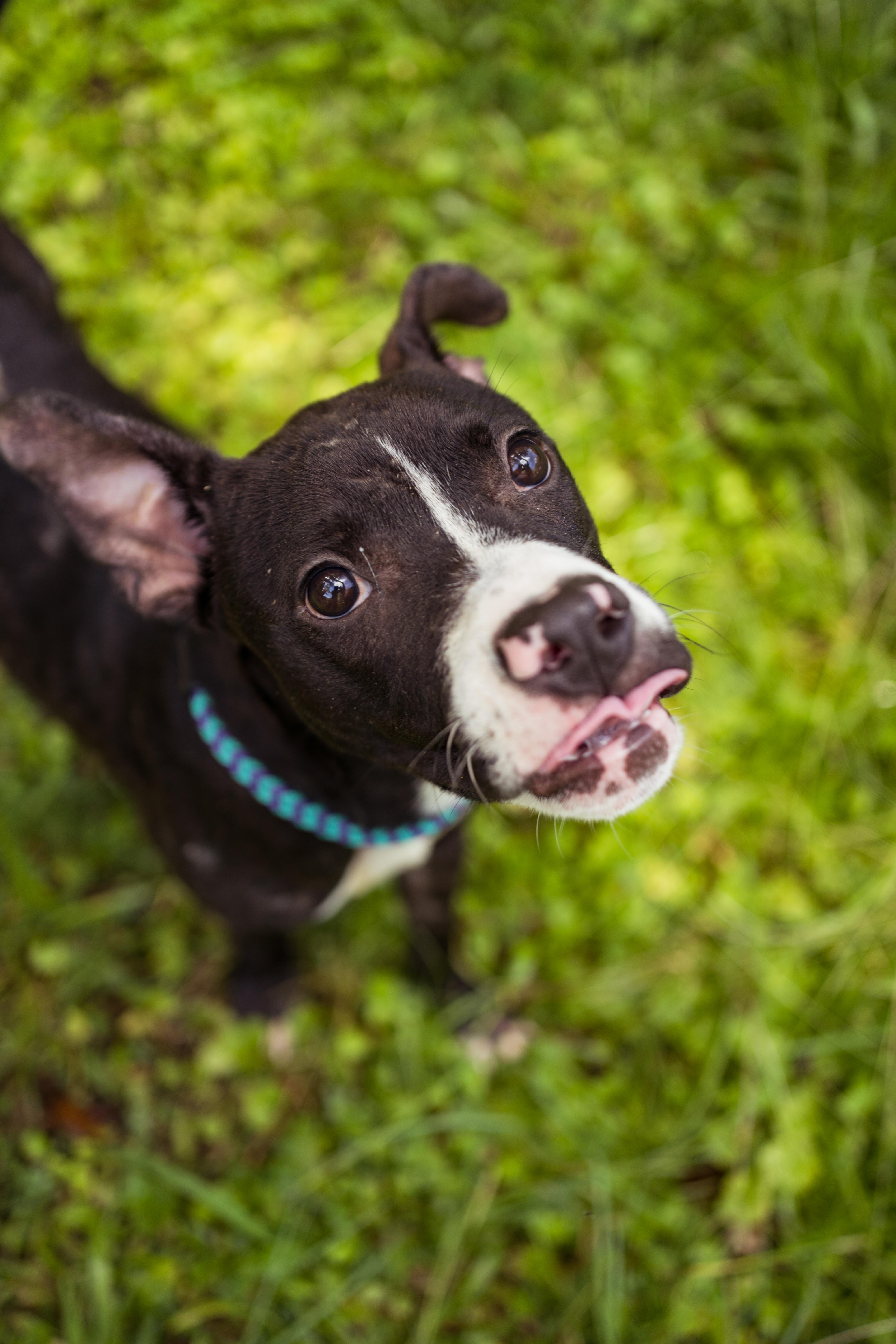 Monica, a Adoptable mixed breed in Petersburg, VA image 5/6