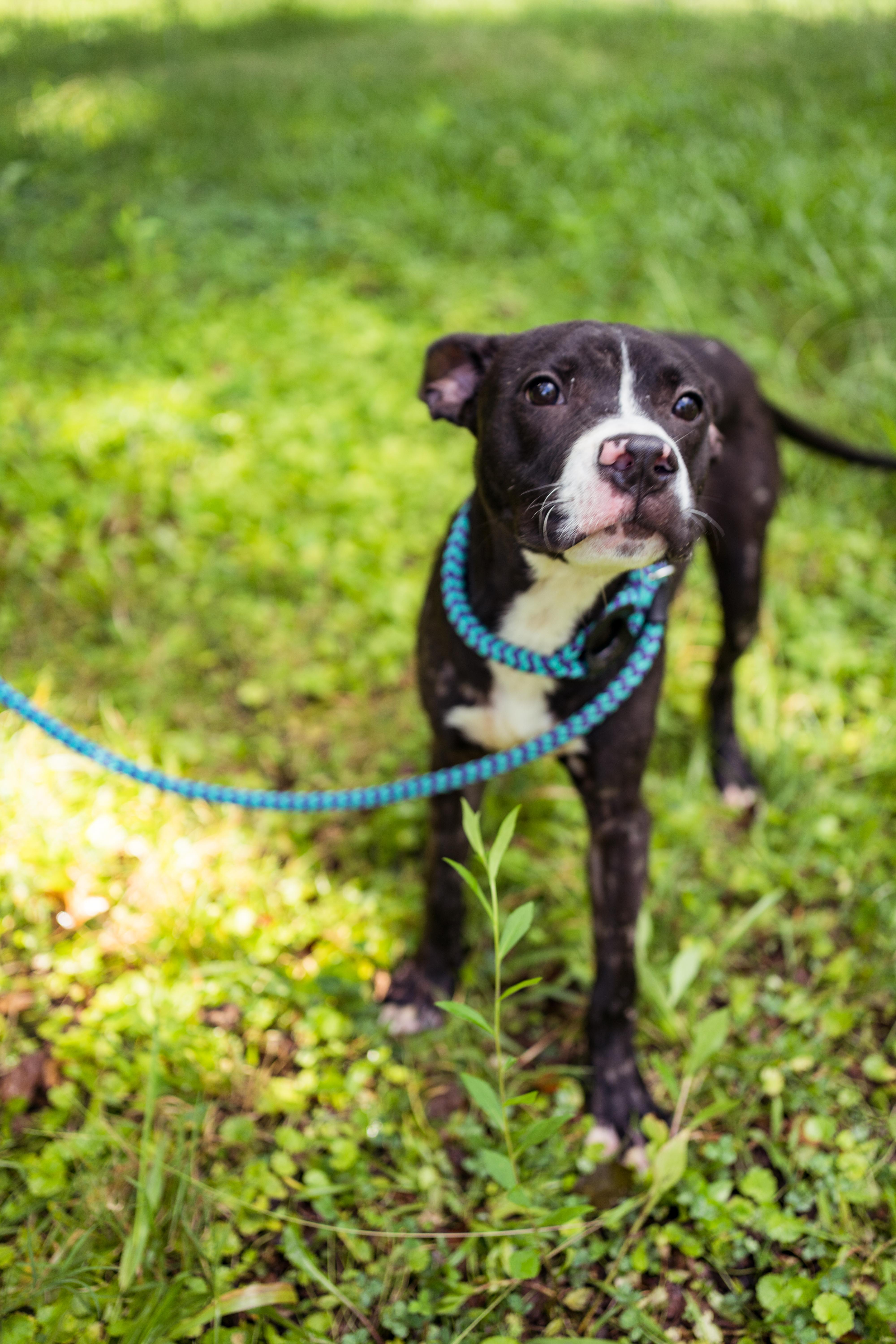 Monica, a Adoptable mixed breed in Petersburg, VA image 4/6