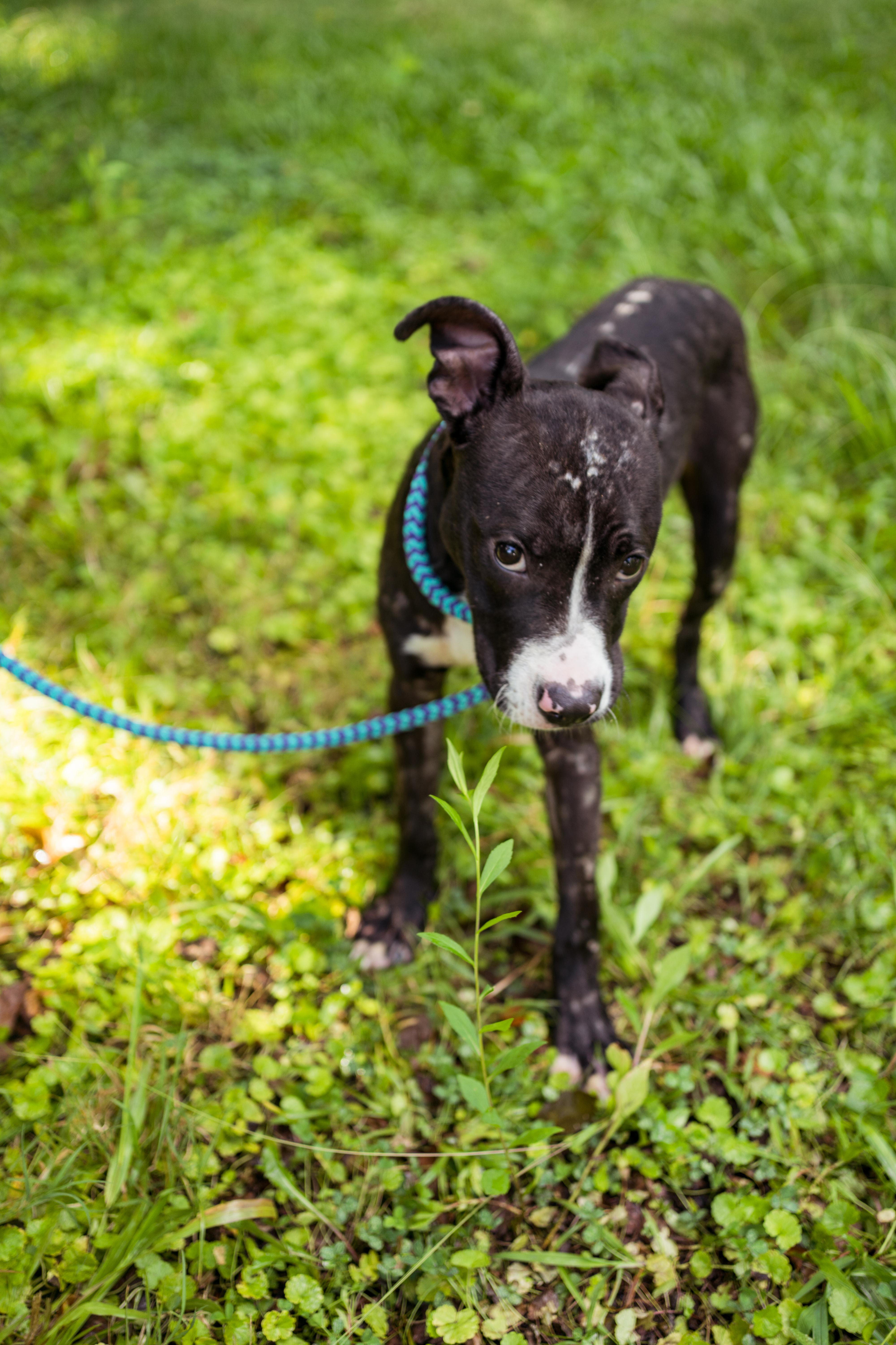 Monica, Adoptable, Young Female Mixed Breed.