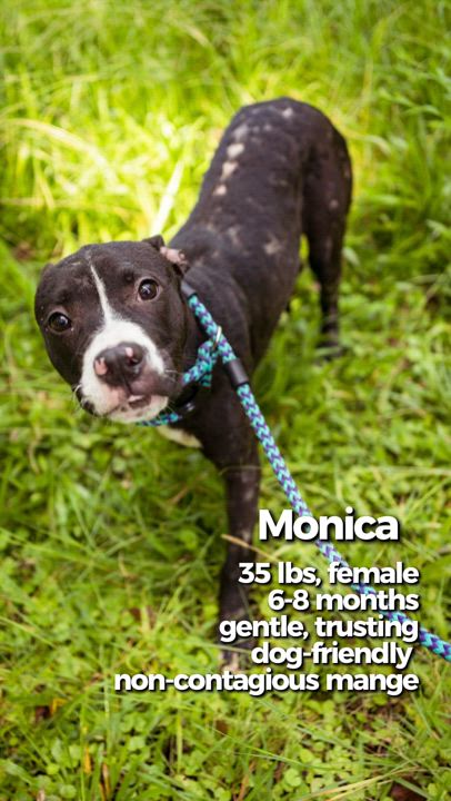 Enlarge Monica, a Adoptable mixed breed in Petersburg, VA video 2/6