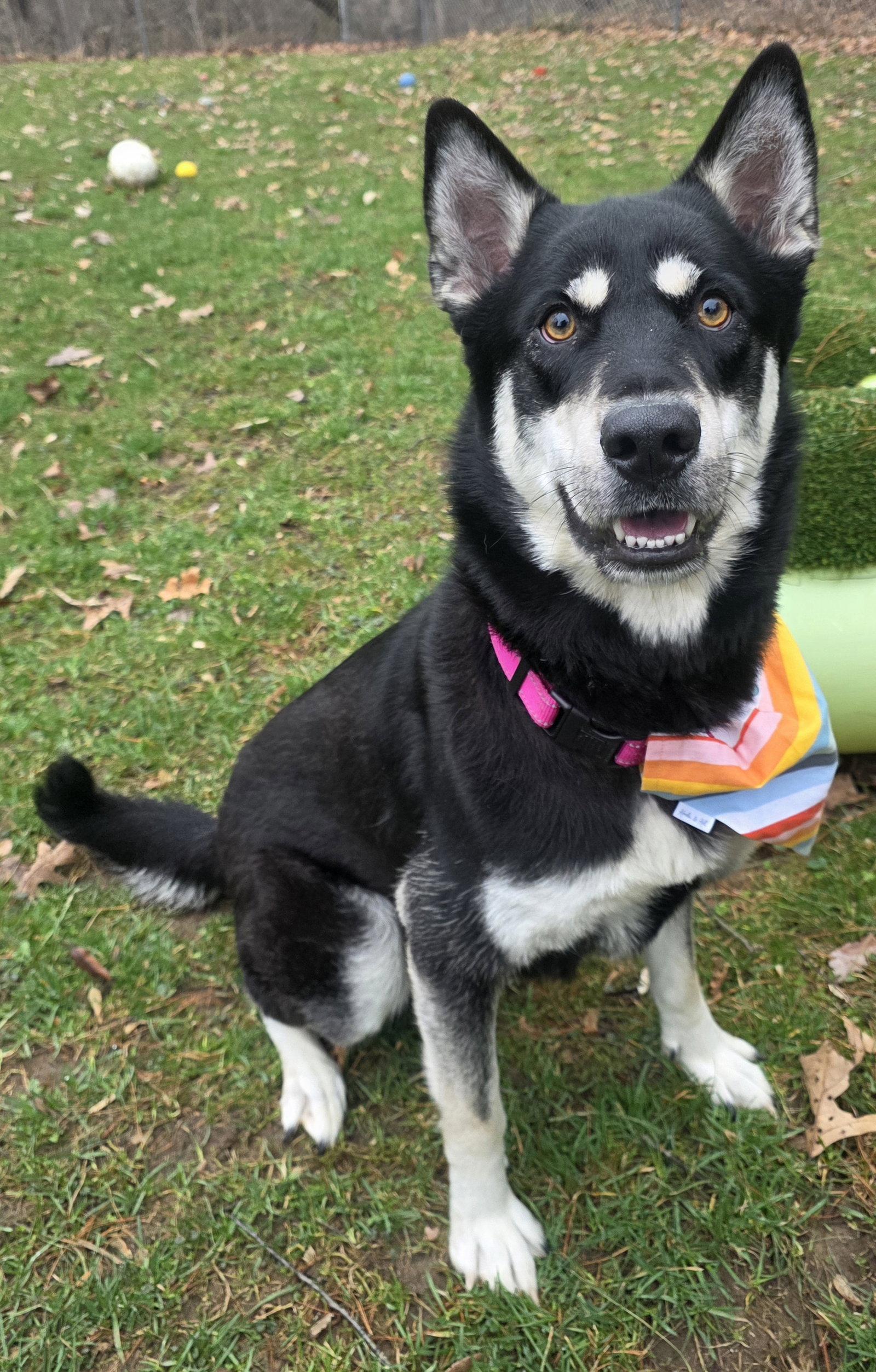 Enlarge Stormi, a Adoptable Mixed Breed in Oxford, MI image 1/3