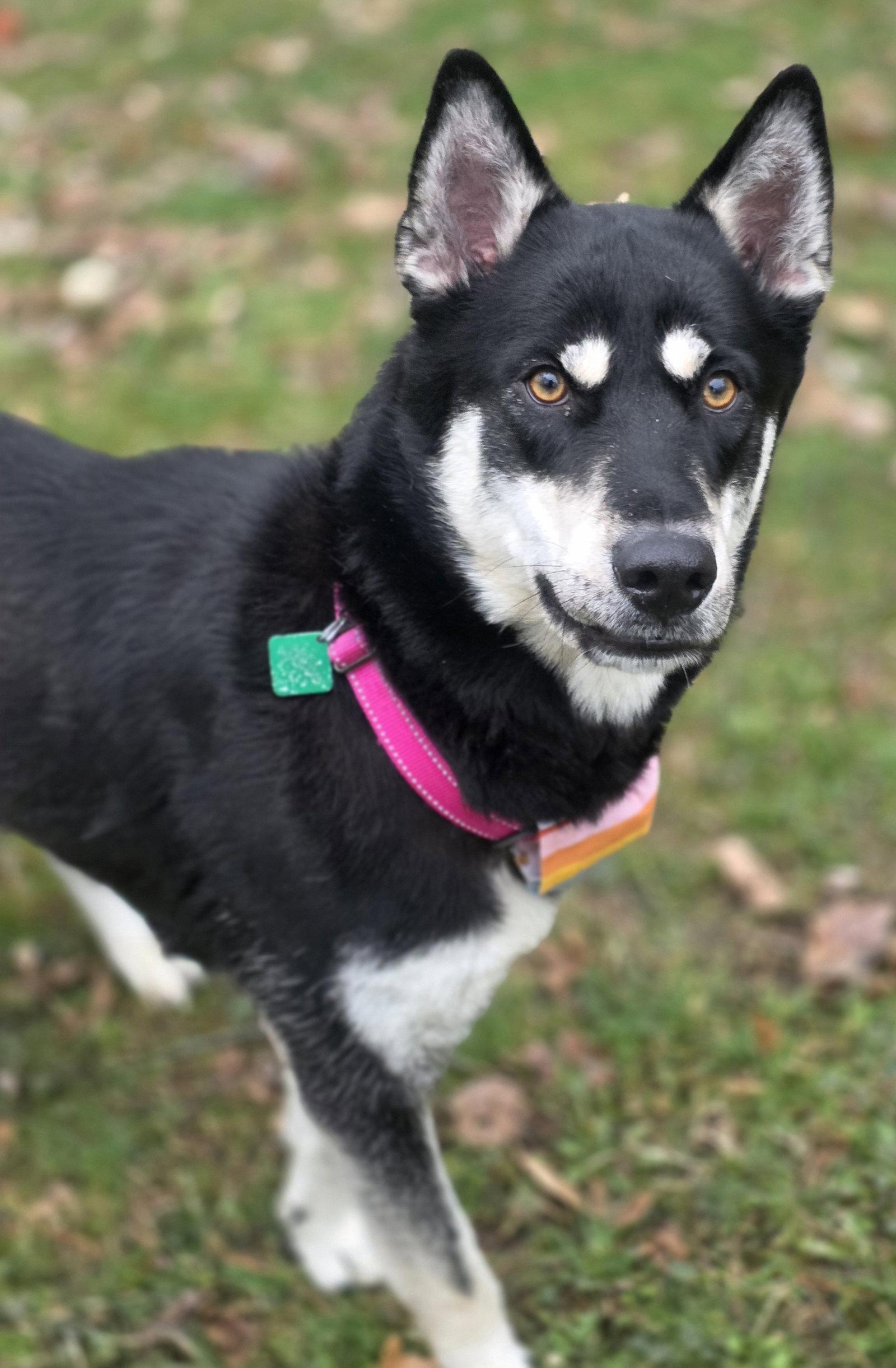 Enlarge Stormi, a Adoptable Mixed Breed in Oxford, MI image 2/3