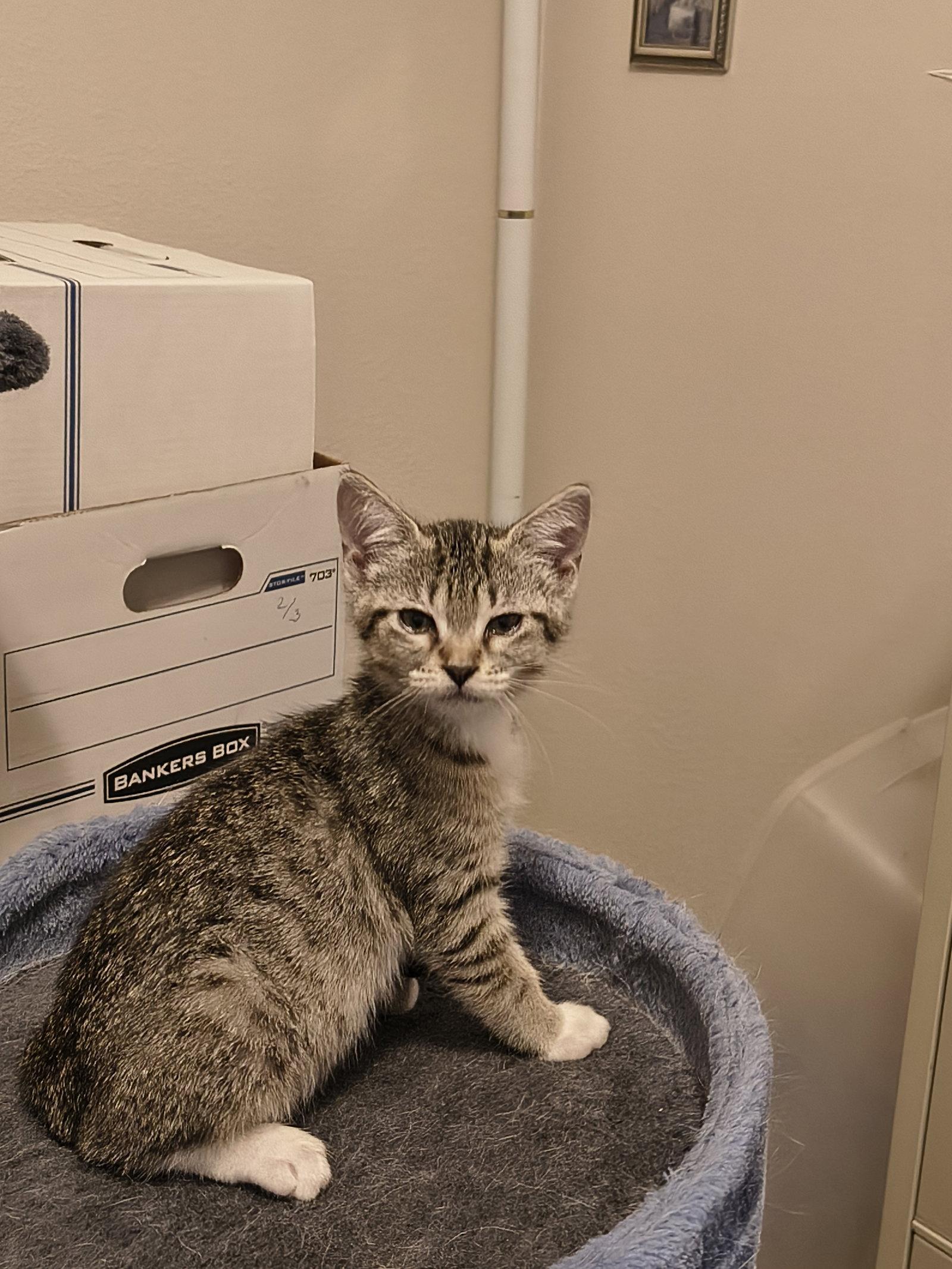 Enlarge Ramsey (new), a Adoptable Tiger in Wesley Chapel, FL image 1/1