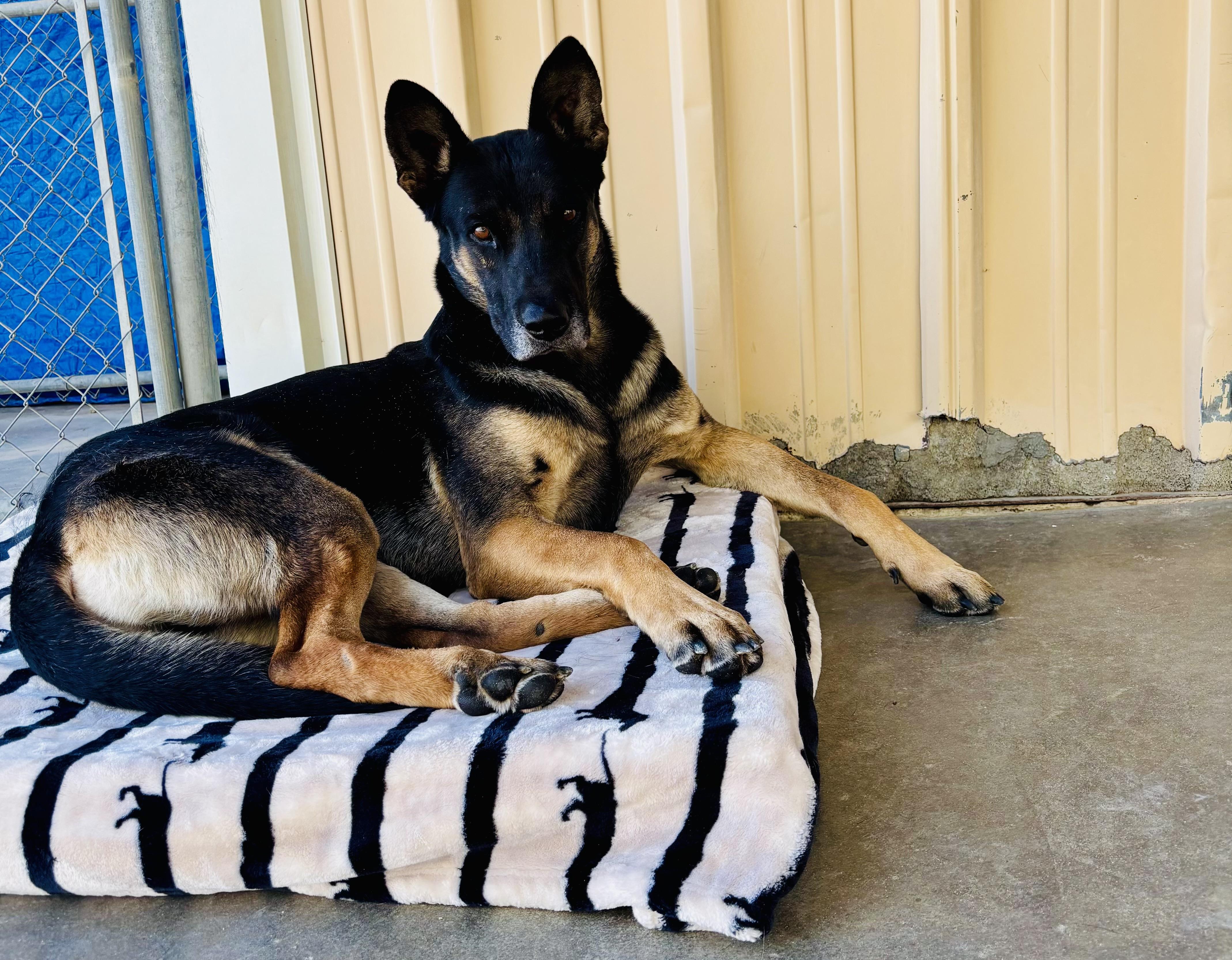 TENDER HEART, adoptable, Adult Male German Shepherd Dog & Akita.