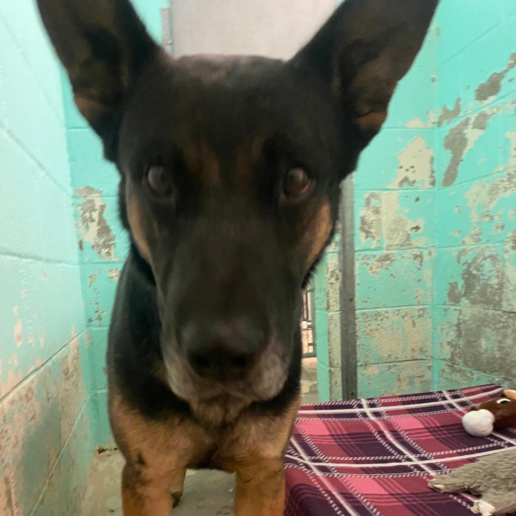 TENDER HEART, an adoptable mixed breed in Joshua Tree, CA image 5/5