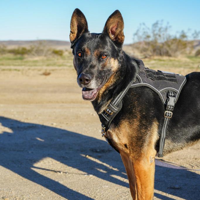 TENDER HEART, an adoptable mixed breed in Joshua Tree, CA image 1/5