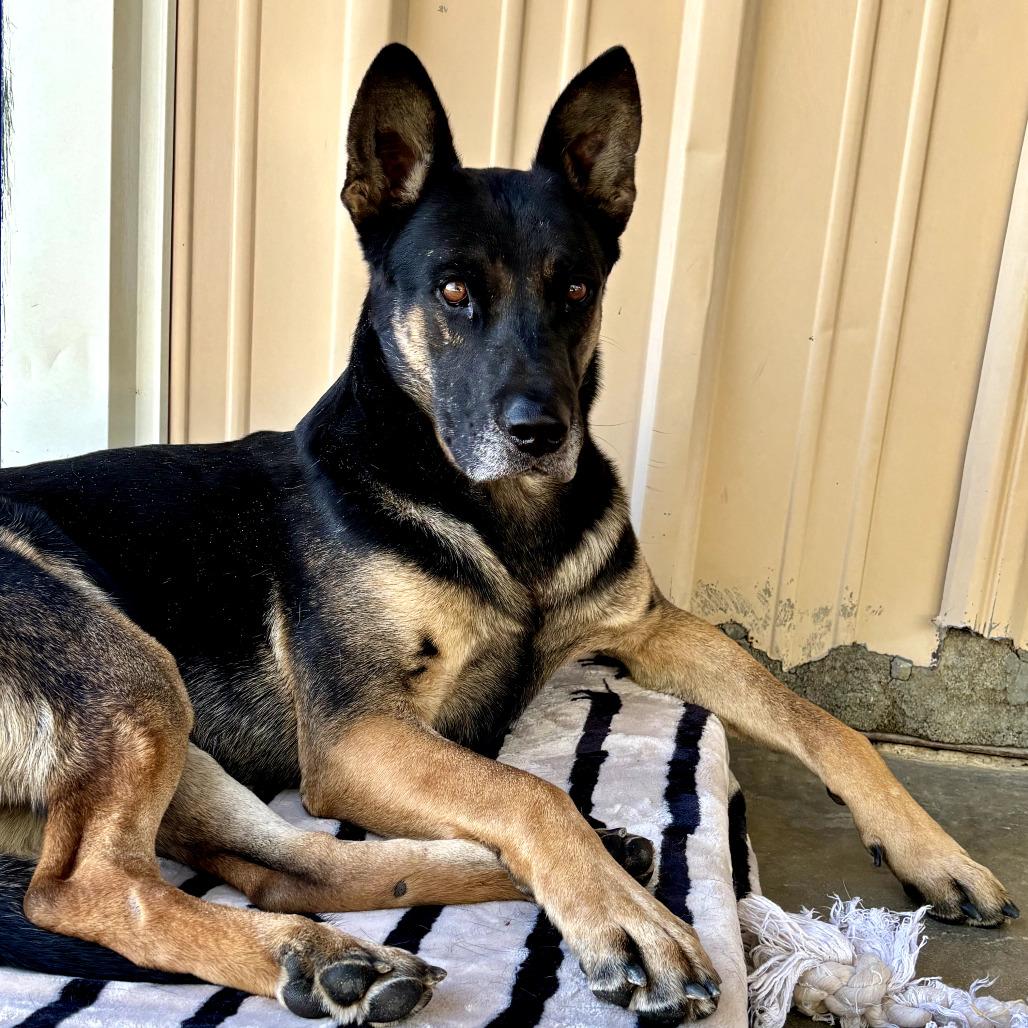 TENDER HEART, an adoptable mixed breed in Joshua Tree, CA image 2/5