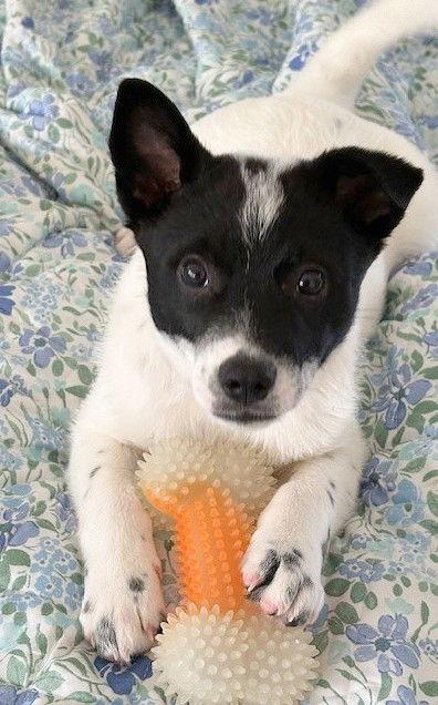 Enlarge **PRANCER**, a Adoptable mixed breed in North Prairie, WI image 1/3