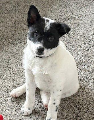 Enlarge **PRANCER**, a Adoptable mixed breed in North Prairie, WI image 2/3