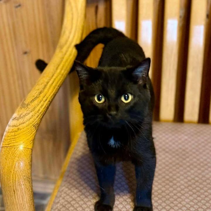 Enlarge Max, a Adoptable Domestic Short Hair in Marion, IL image 1/5