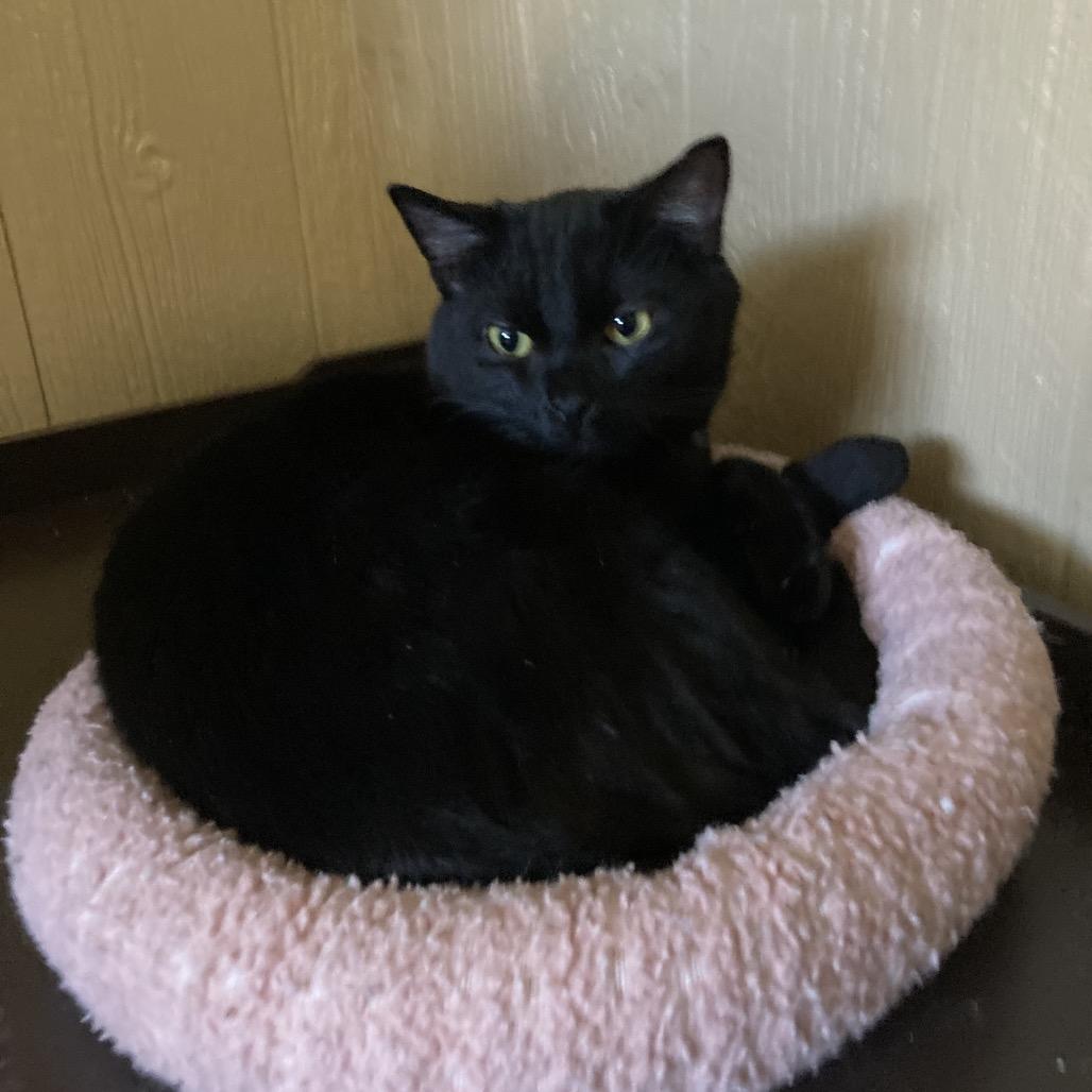 Enlarge Max, a Adoptable Domestic Short Hair in Marion, IL image 3/5