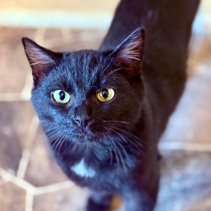 Enlarge Max, a Adoptable Domestic Short Hair in Marion, IL image 5/5