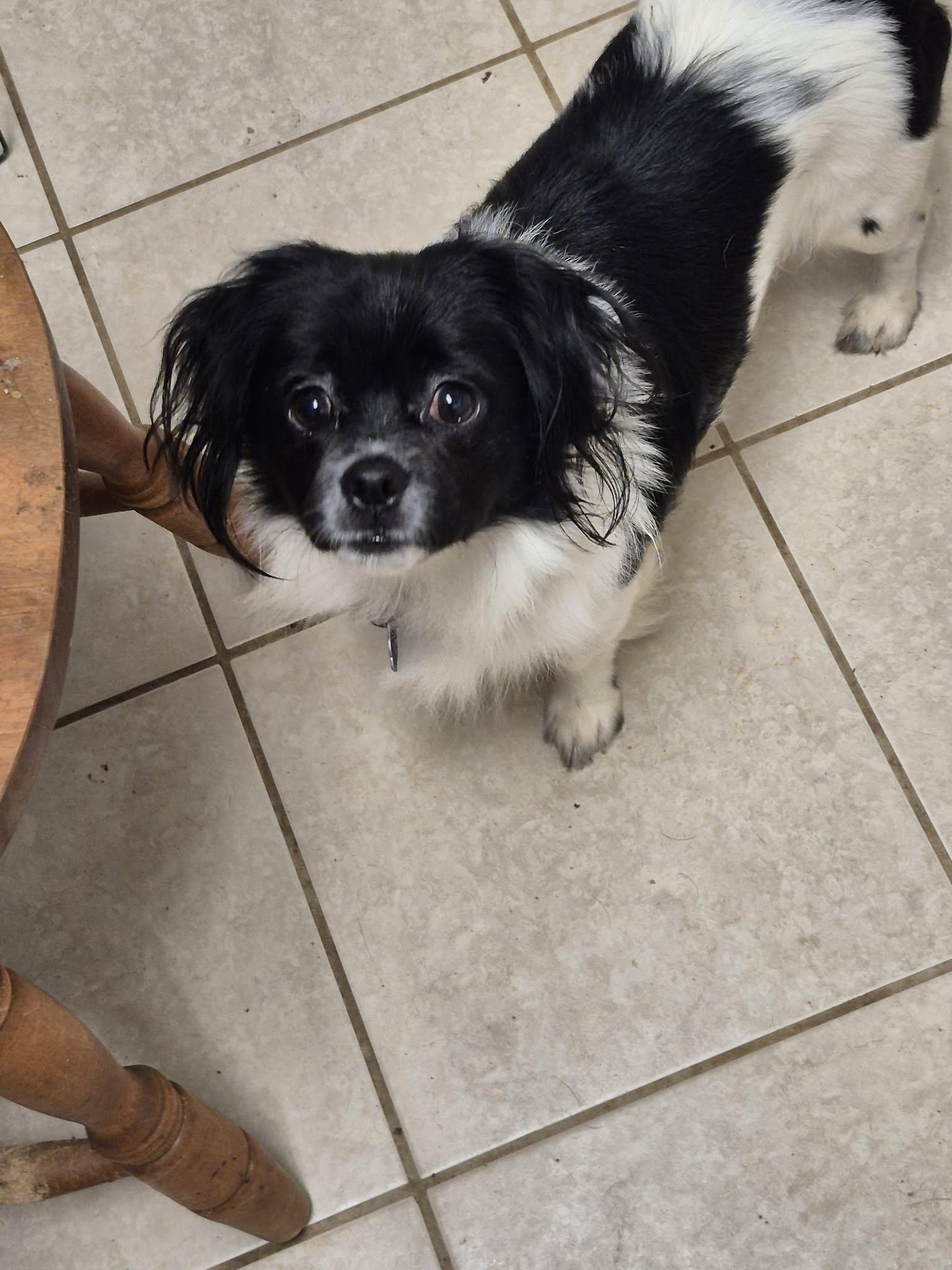 Enlarge Floofy, a ADOPTABLE mixed breed in Chatham, ON image 3/3