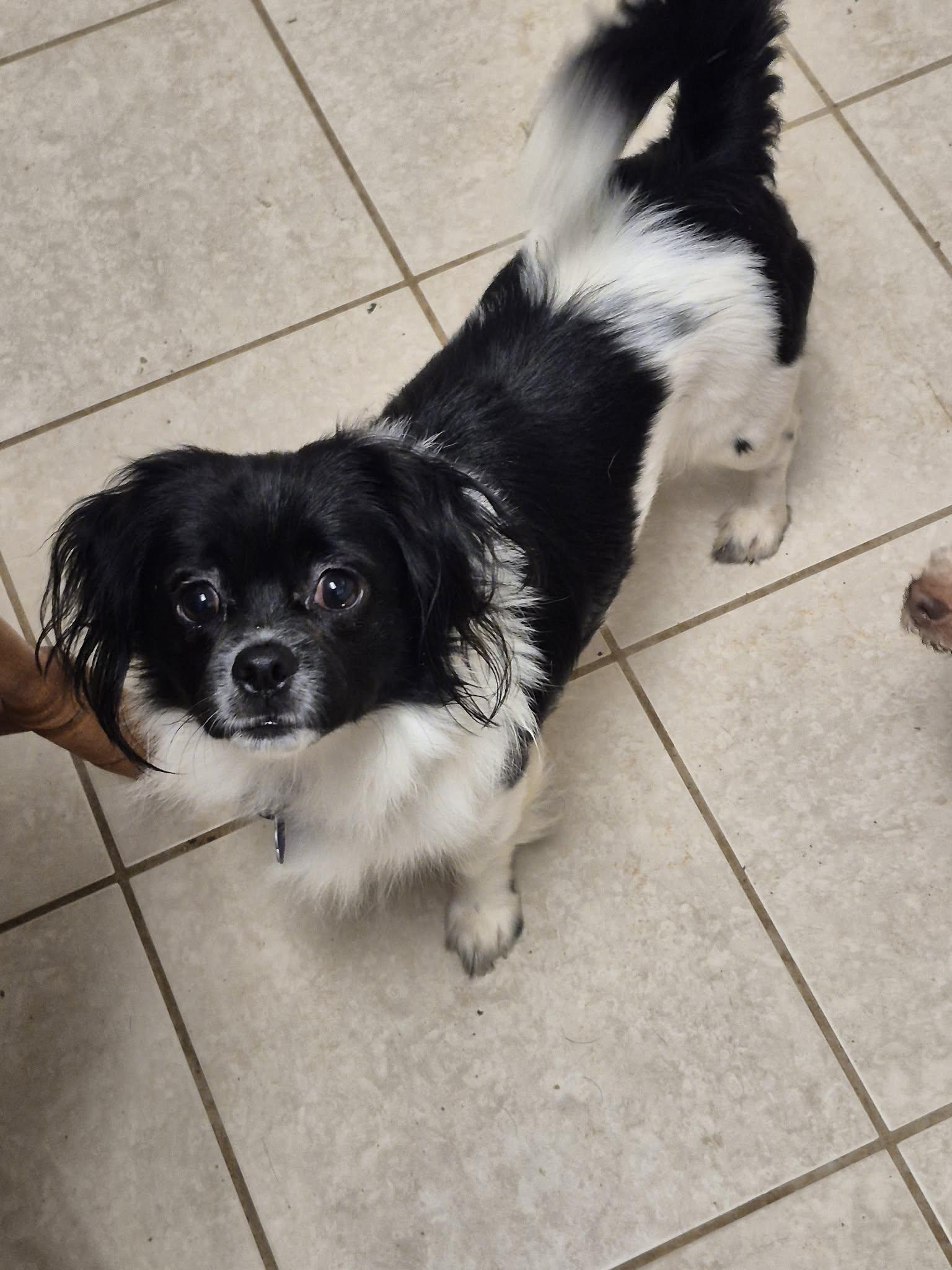 Floofy, ADOPTABLE, Adult Male Pekingese.