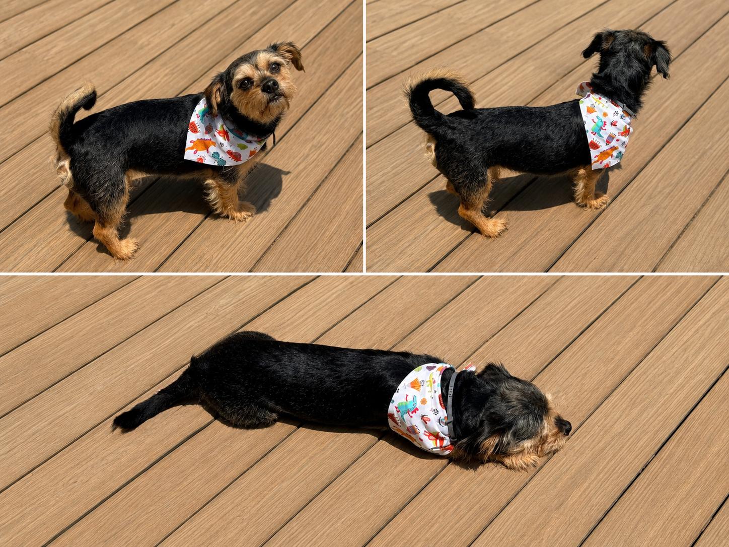 Oliver, an adopted mixed breed in Chickamauga, GA image 5/6
