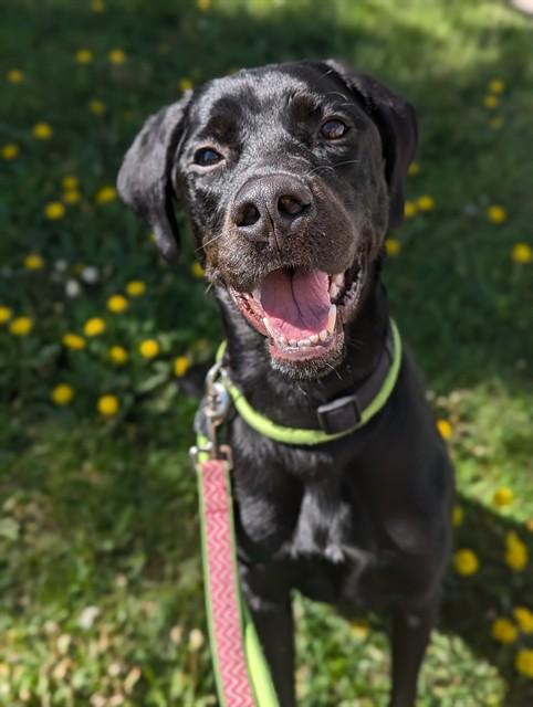 Enlarge WALTER, a Adoptable Labrador Retriever in Vaughan, ON image 1/1