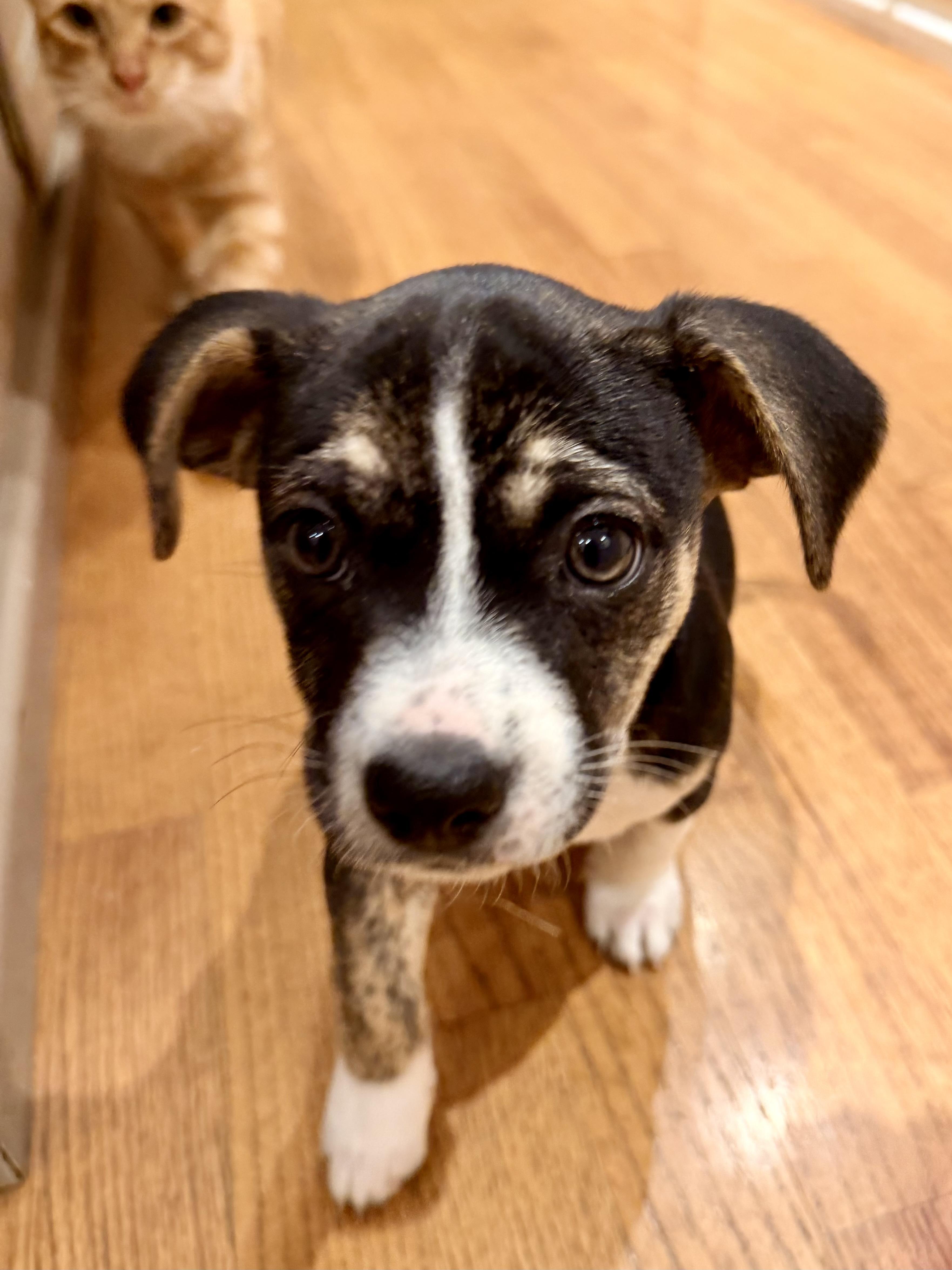 Juniper, Adoptable, Puppy Female Chihuahua.