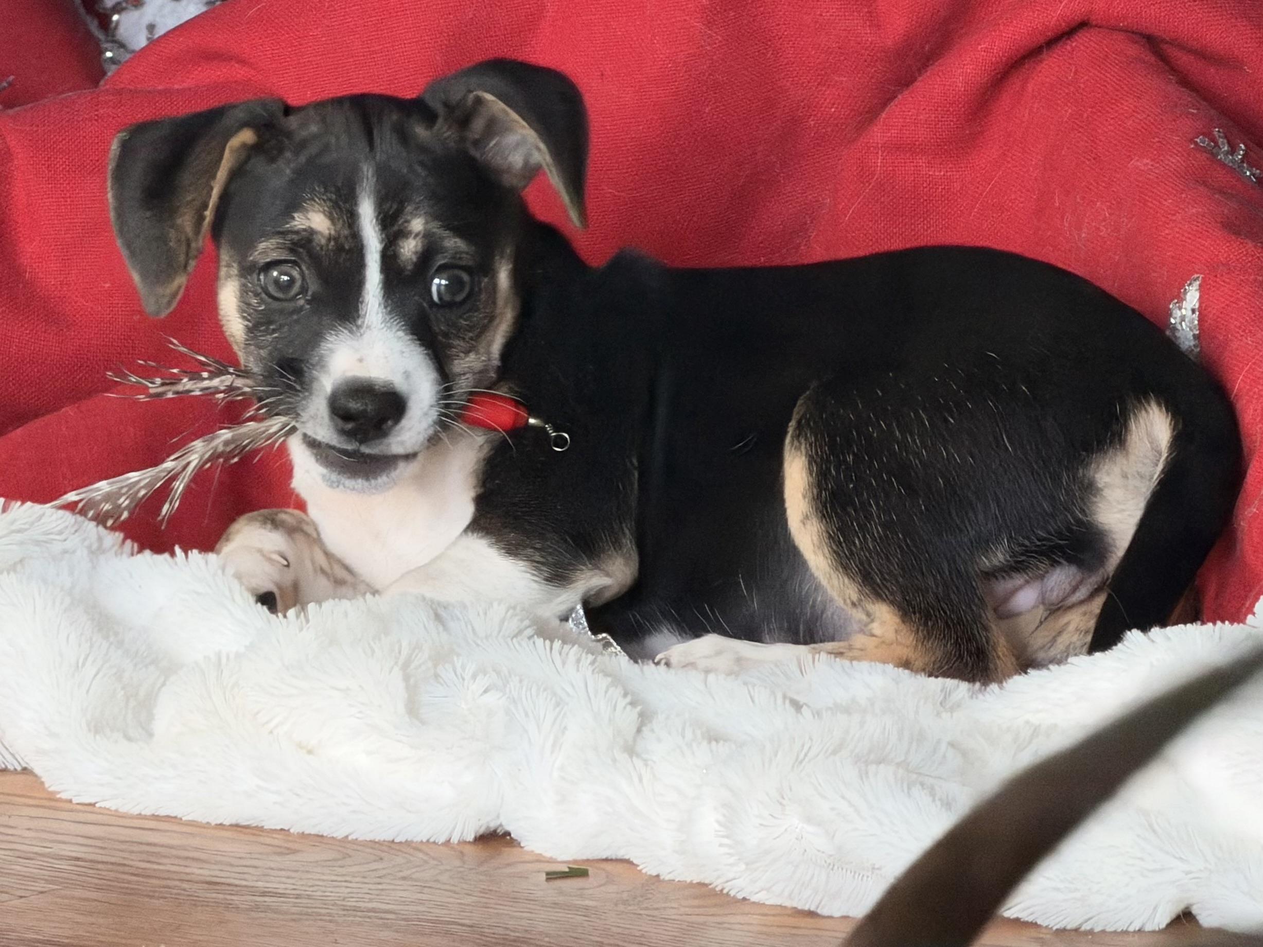 Enlarge Juniper, a Adoptable Chihuahua in Bonney Lake, WA image 2/6