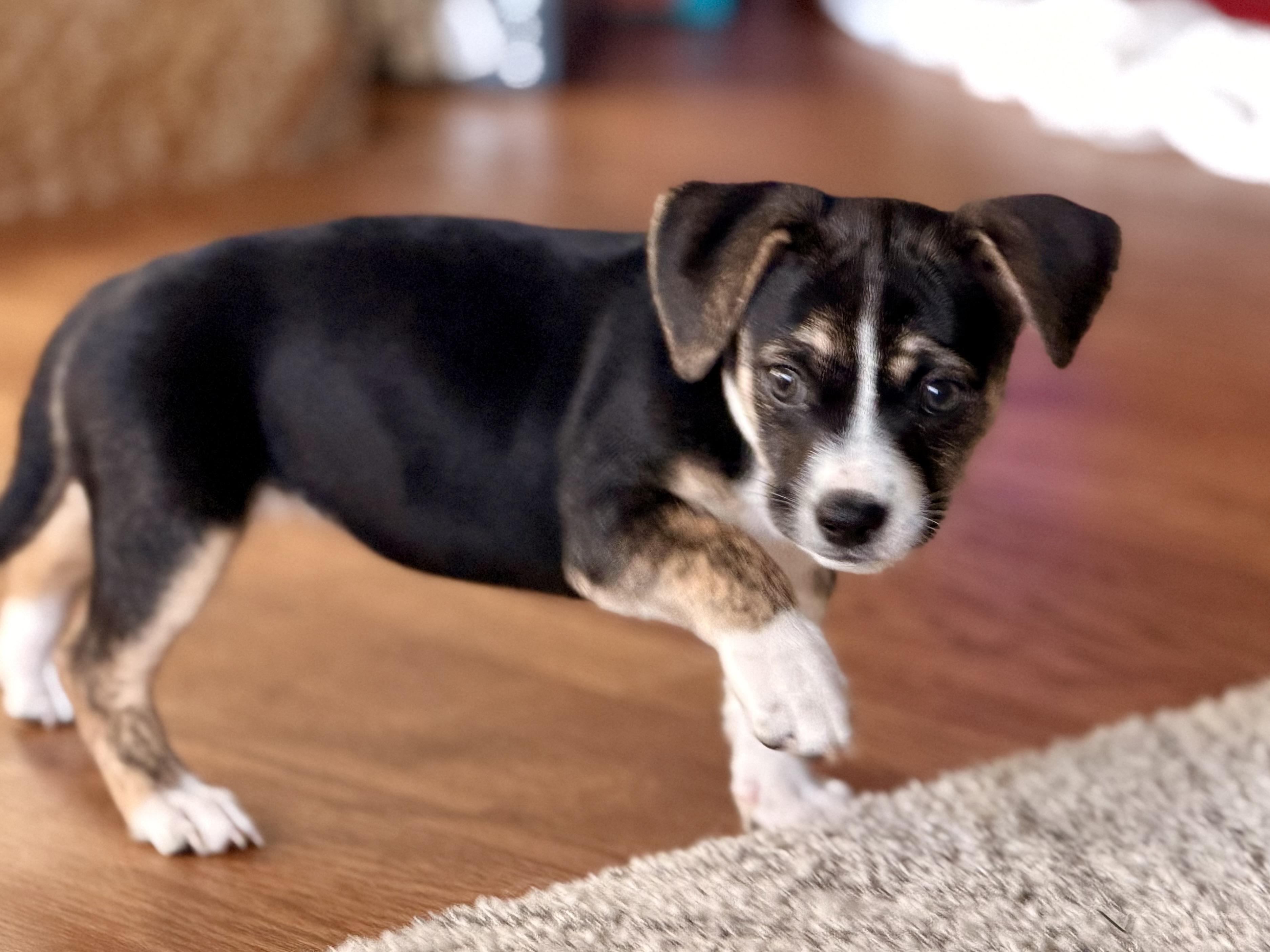 Enlarge Juniper, a Adoptable Chihuahua in Bonney Lake, WA image 5/6