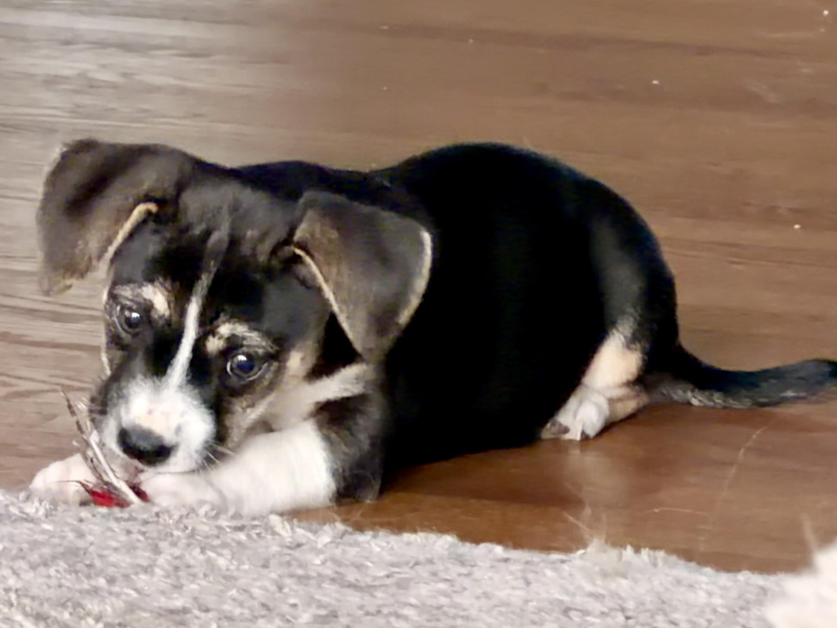 Enlarge Juniper, a Adoptable Chihuahua in Bonney Lake, WA image 6/6